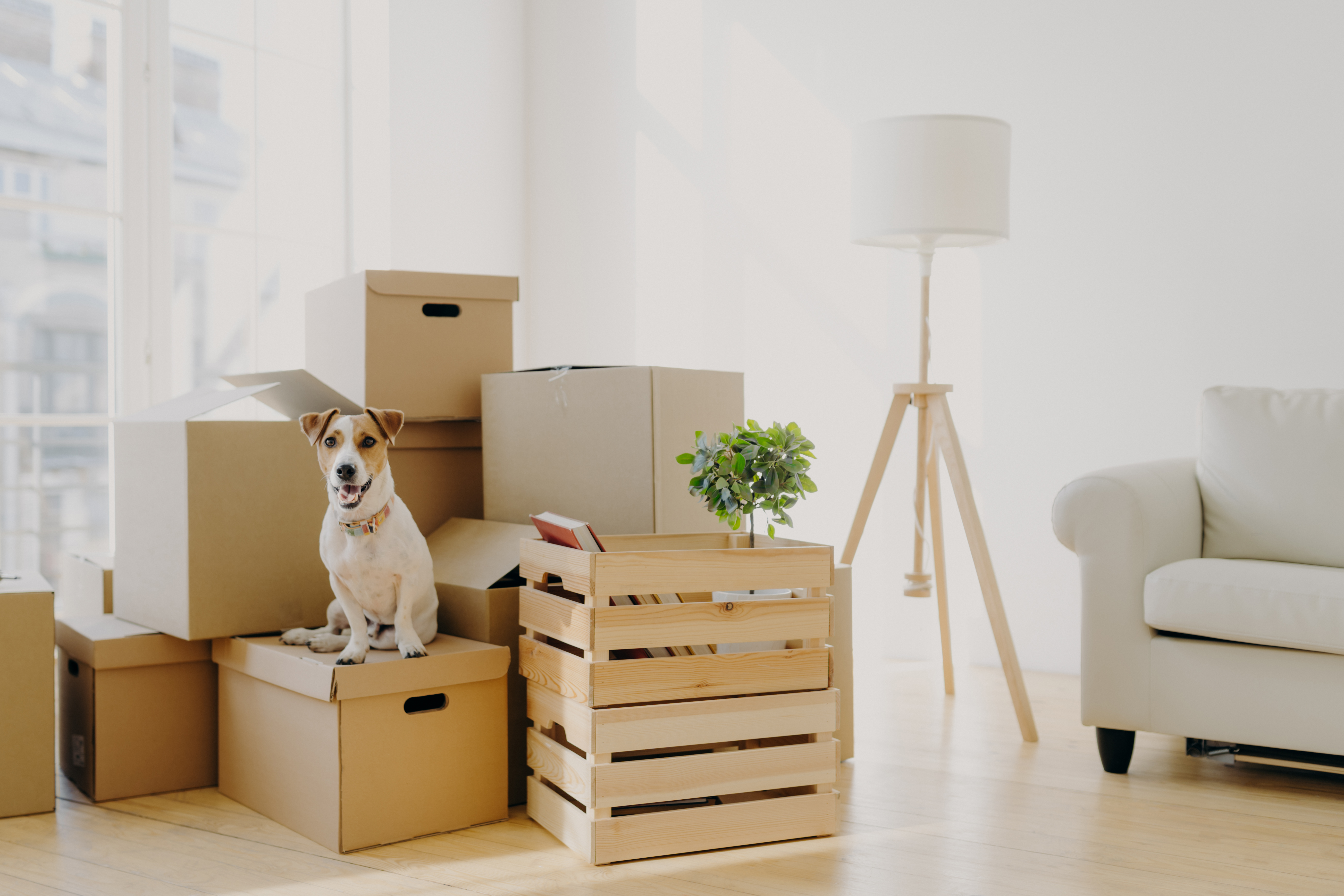 Dog Sitting on Moving Boxes