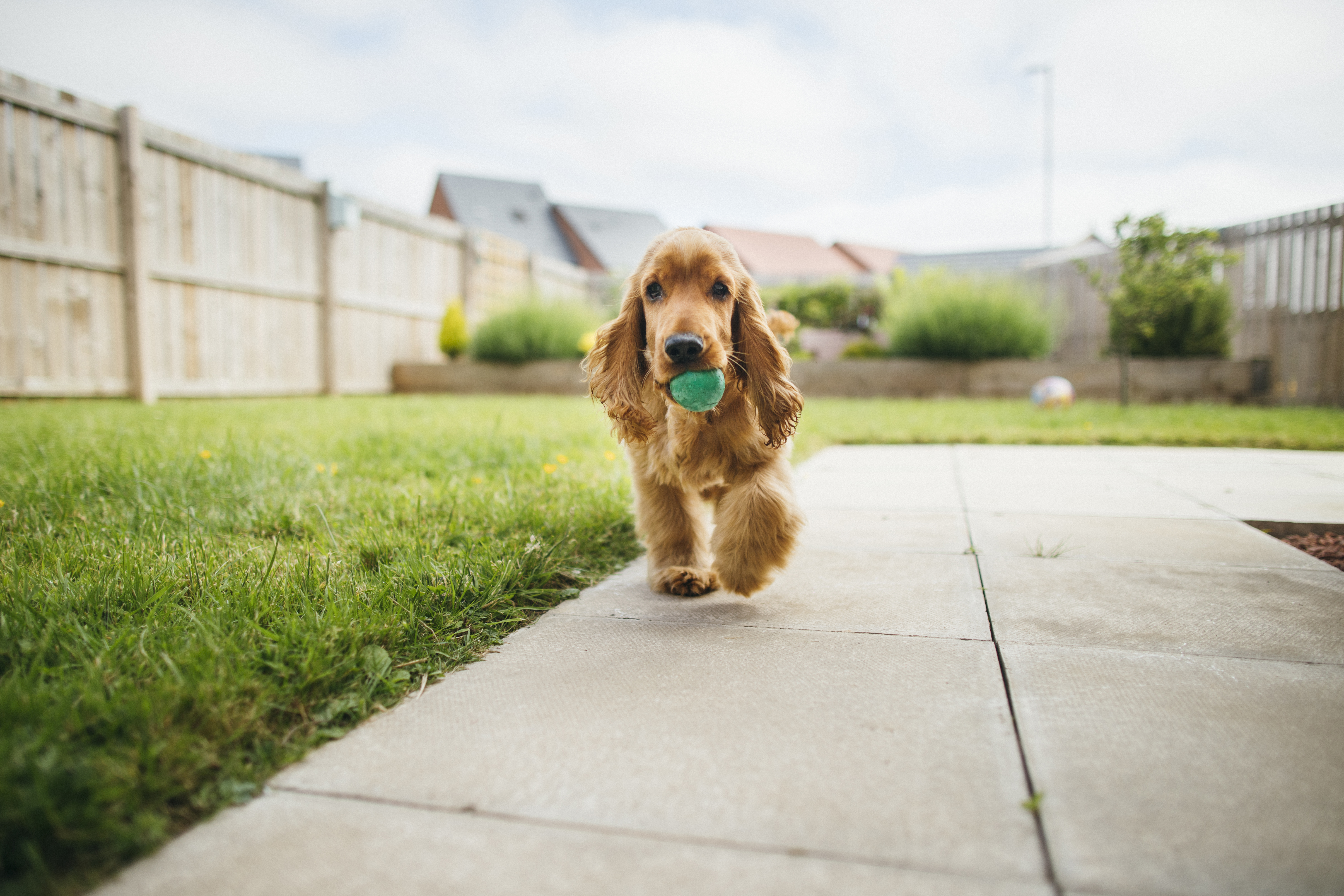 Dog playing with ball