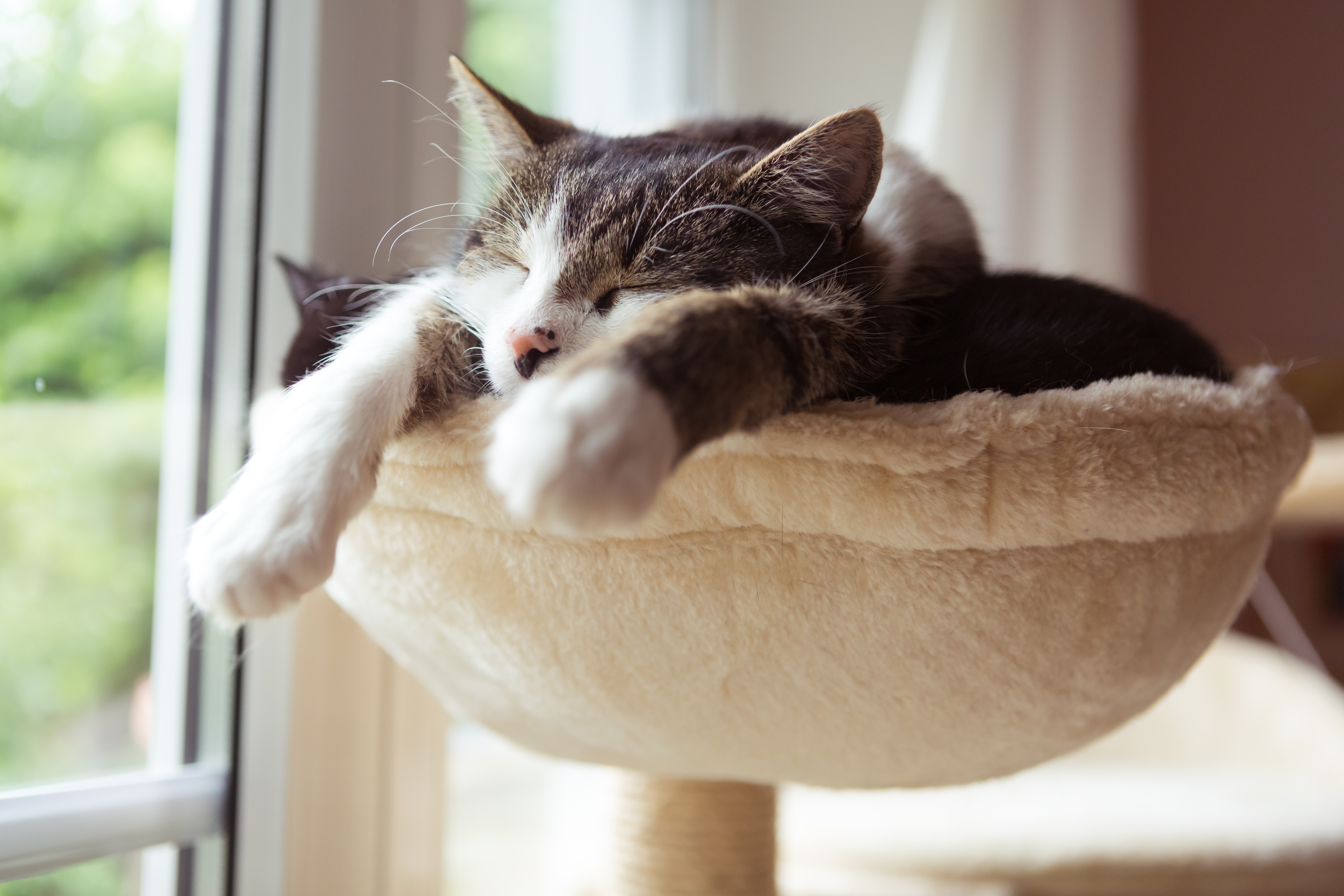 Cat Sleeping on Cat Tower