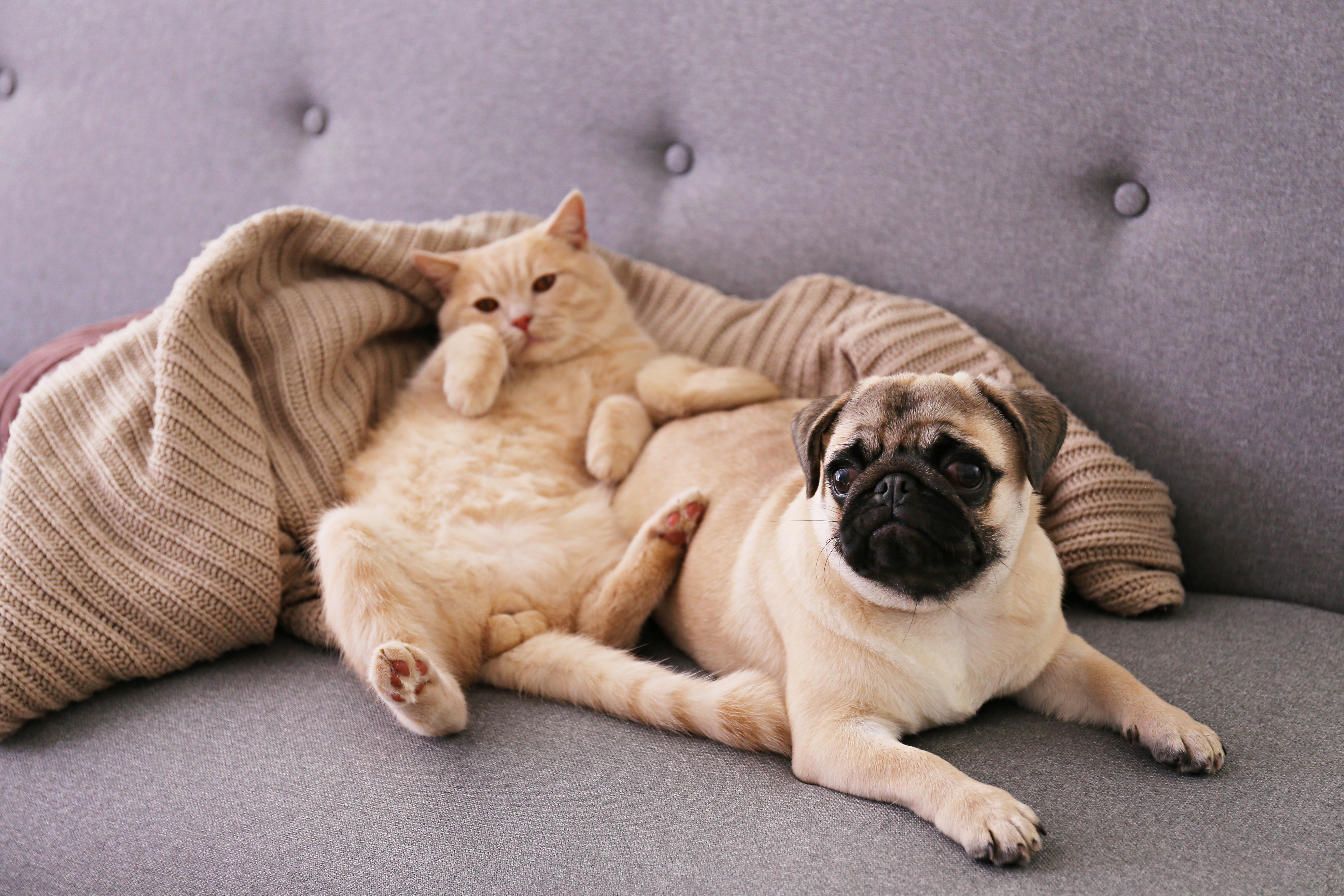 Cat and dog relaxing