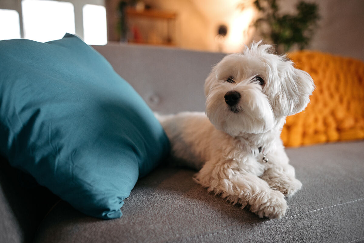 Tips for Living in a Small Space With Pets (AKA: Don’t Be the “Smelly House Friend”)