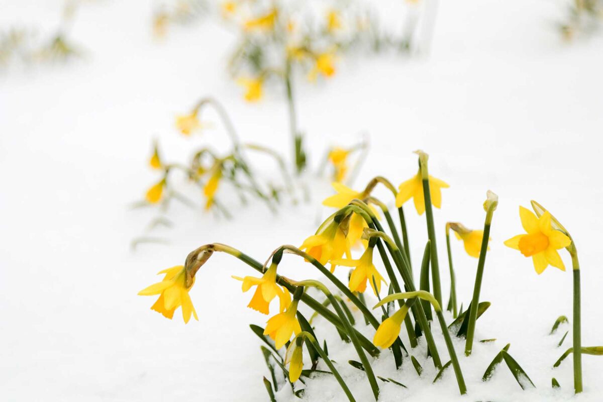 Midwest Home Maintenance for Unpredictable Spring Weather
