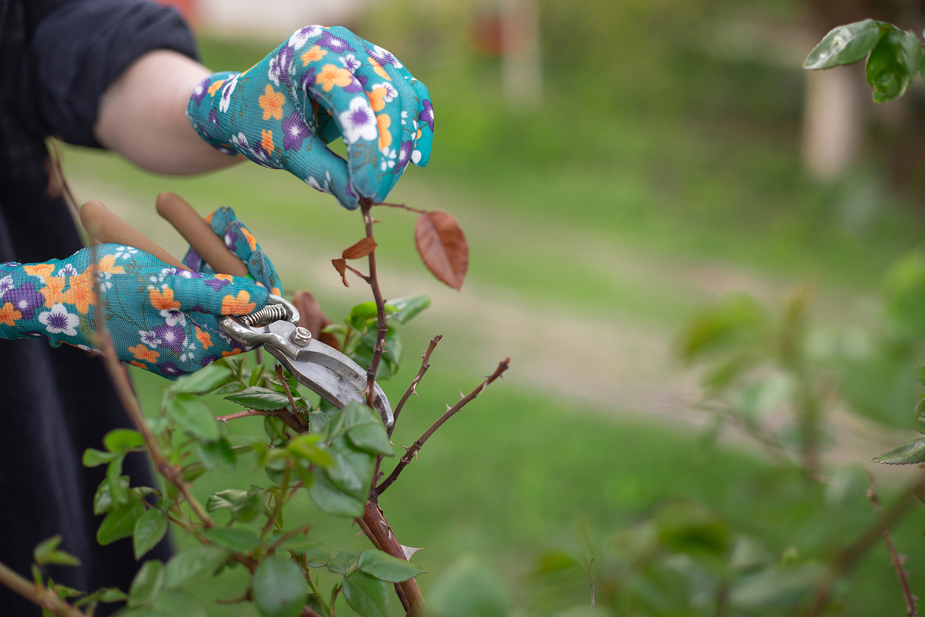 Pruning Garden