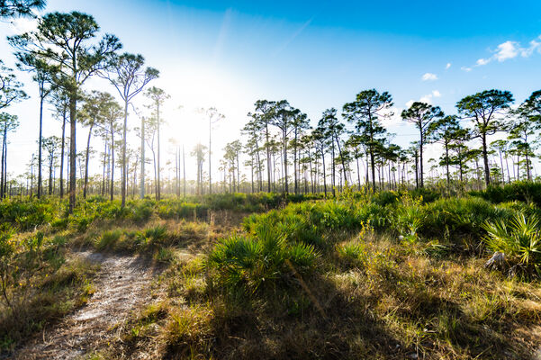 Florida Flatwoods