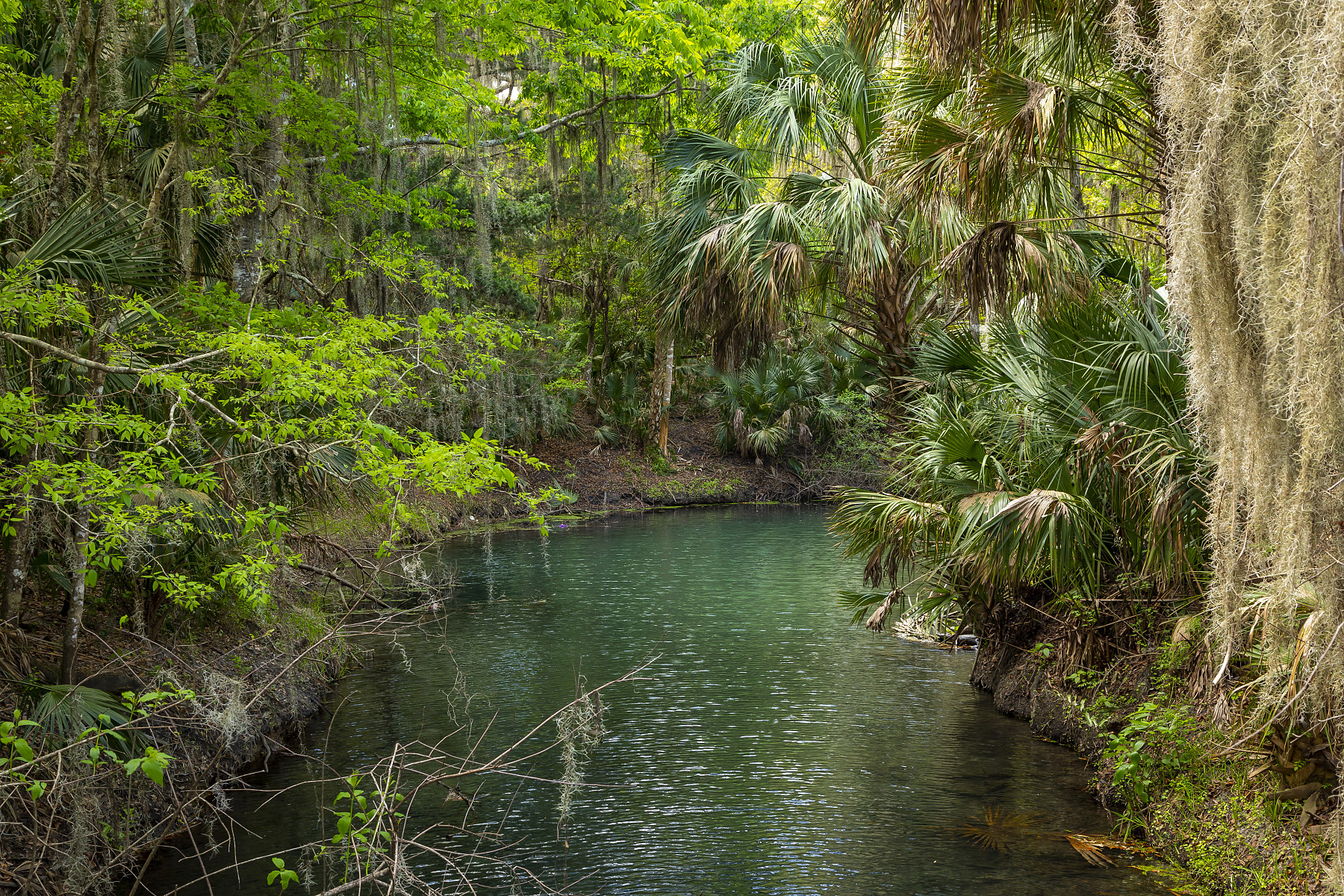 Florida spring