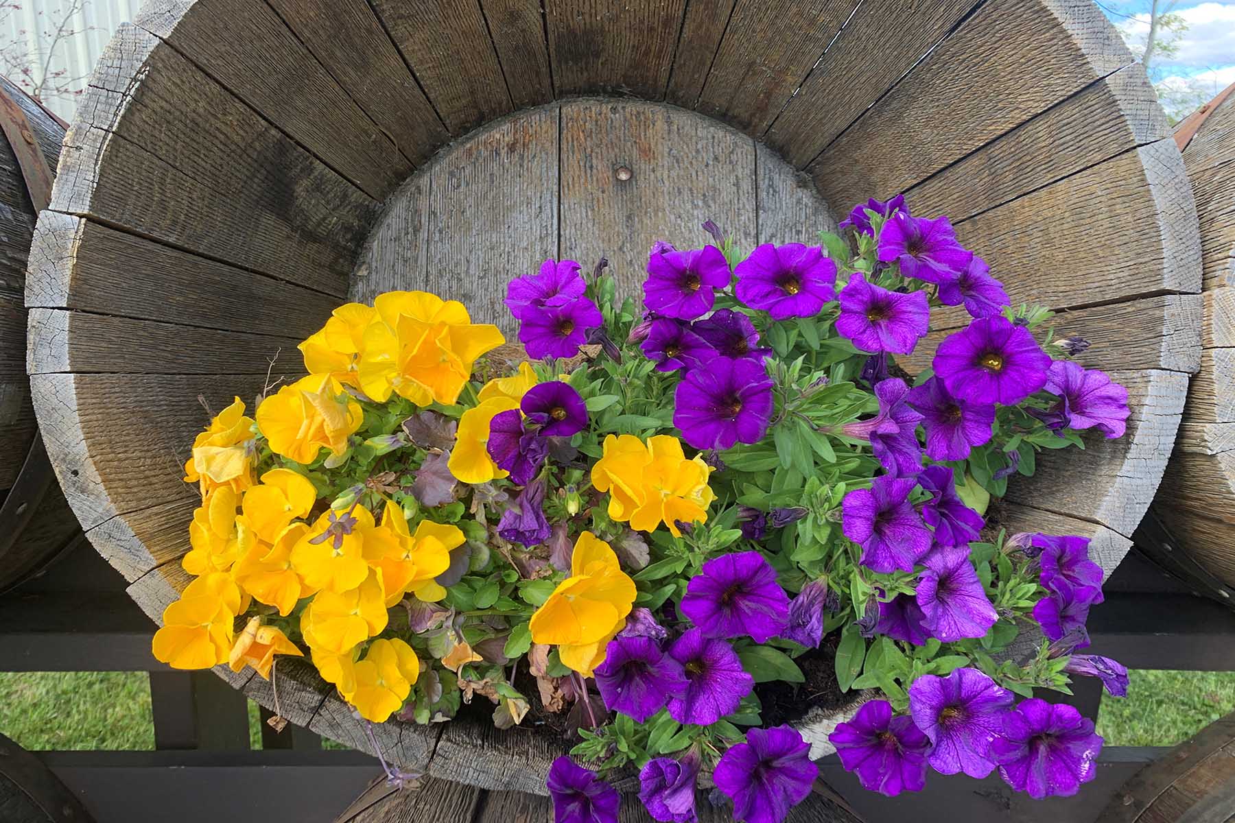 Bucket With Flowers