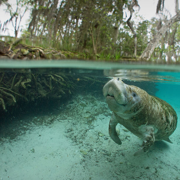 Manatee Viewing