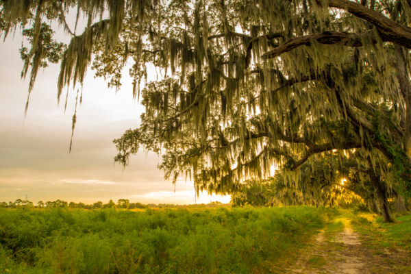 reliable tree service logan ohio