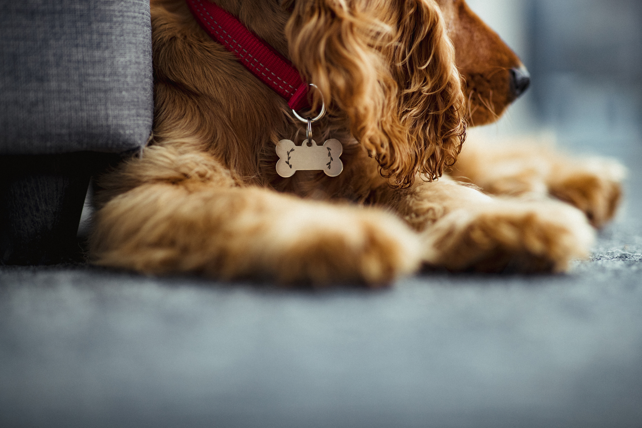 Dog with tag