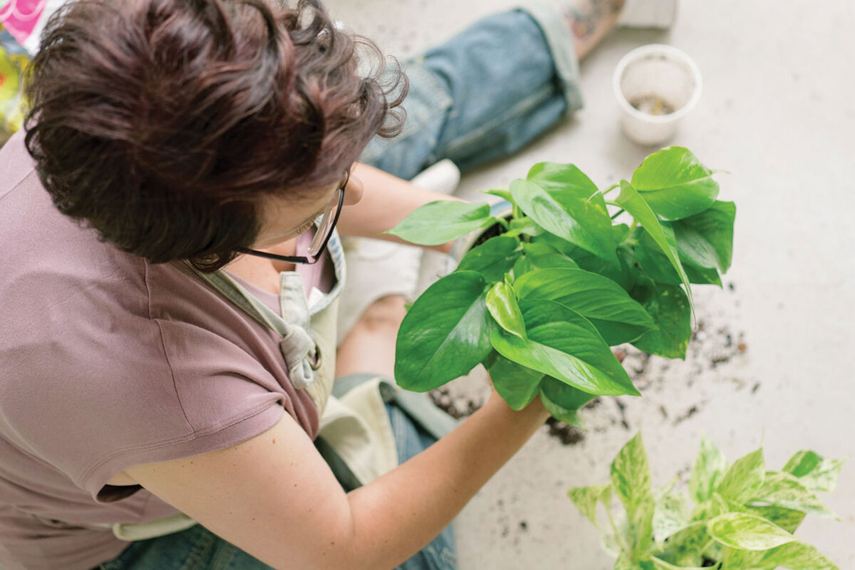 buy monstera Swiss Cheese Plant