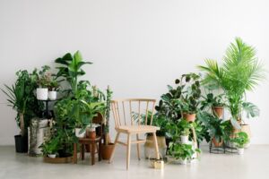 House Plants: How to Make Your House Feel Like a Home