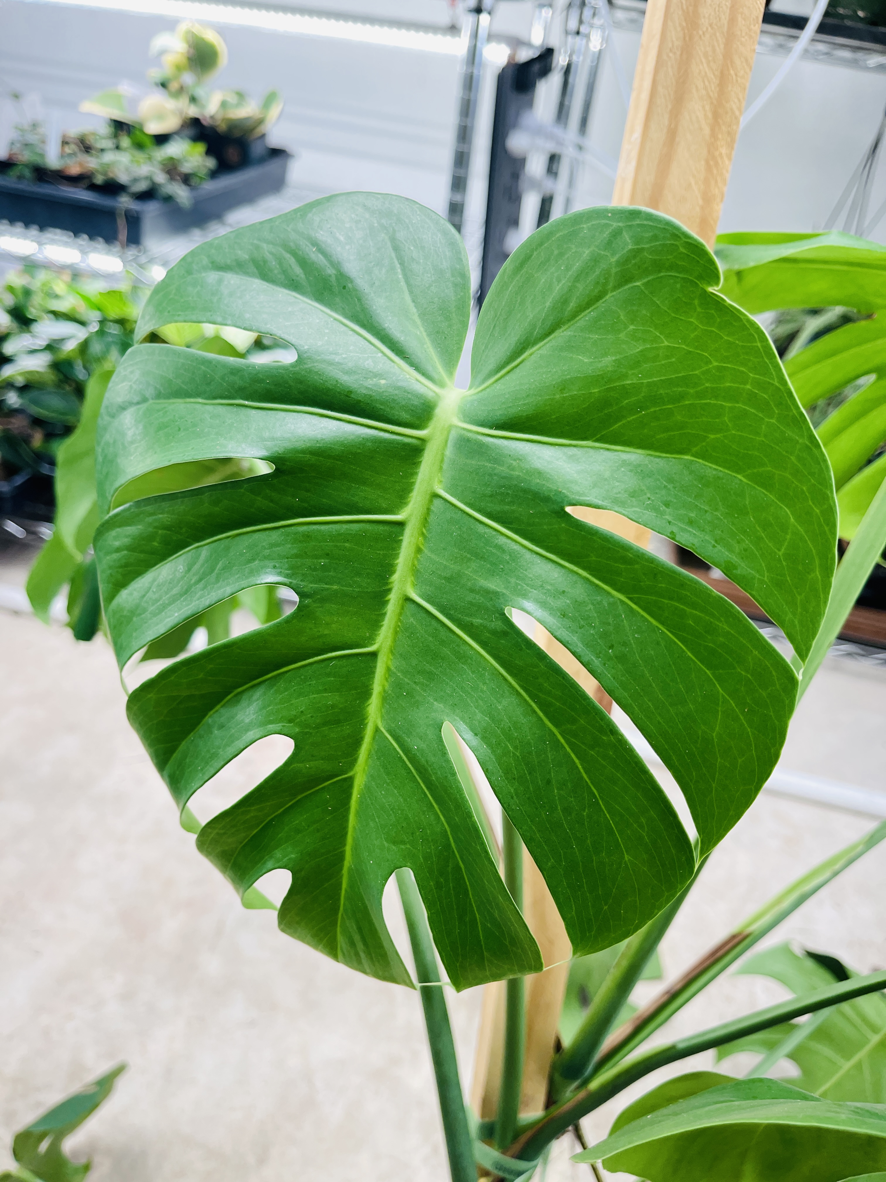 “monstera”