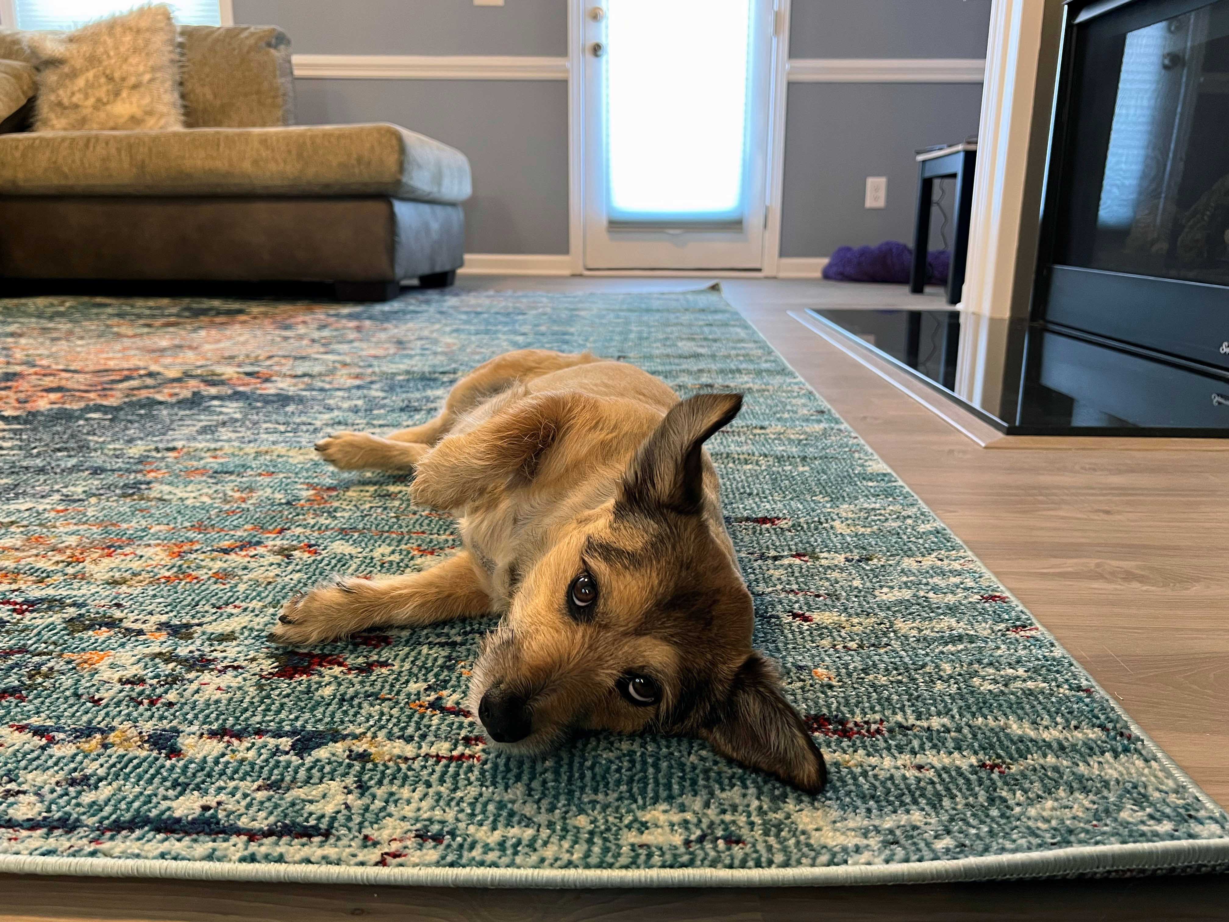 Pet Relaxing on Living Room Rug