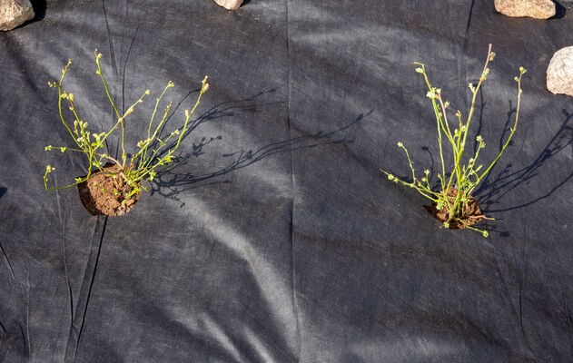 Photo of a black landscaping fabric cover around 2 plants