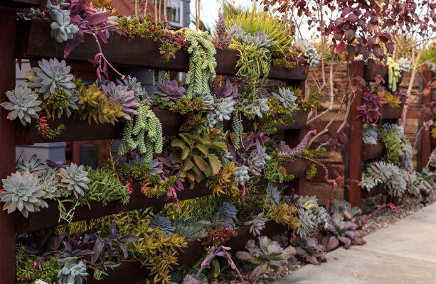 Photo of a wall of succulents outside a home's front entrance