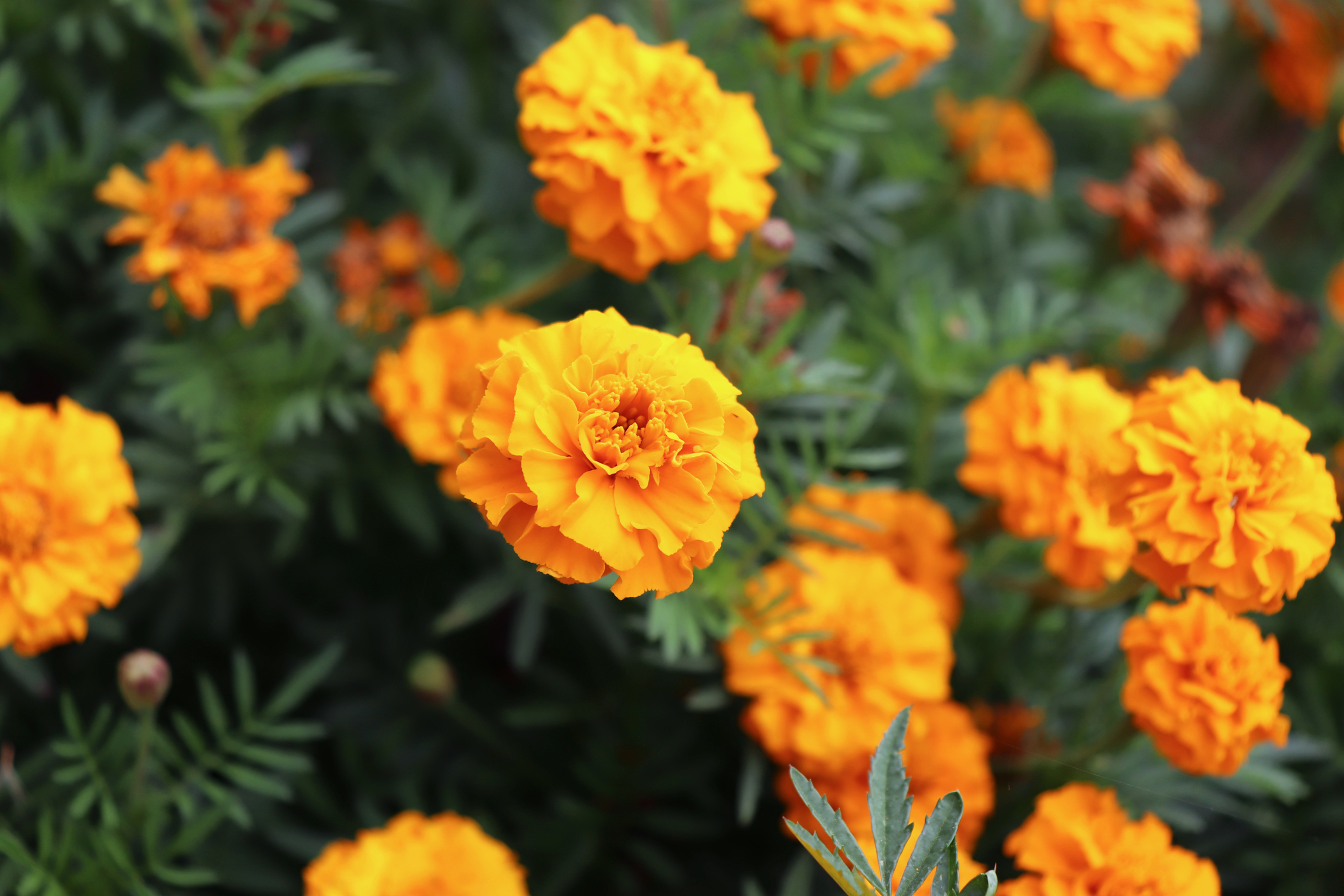 Marigolds