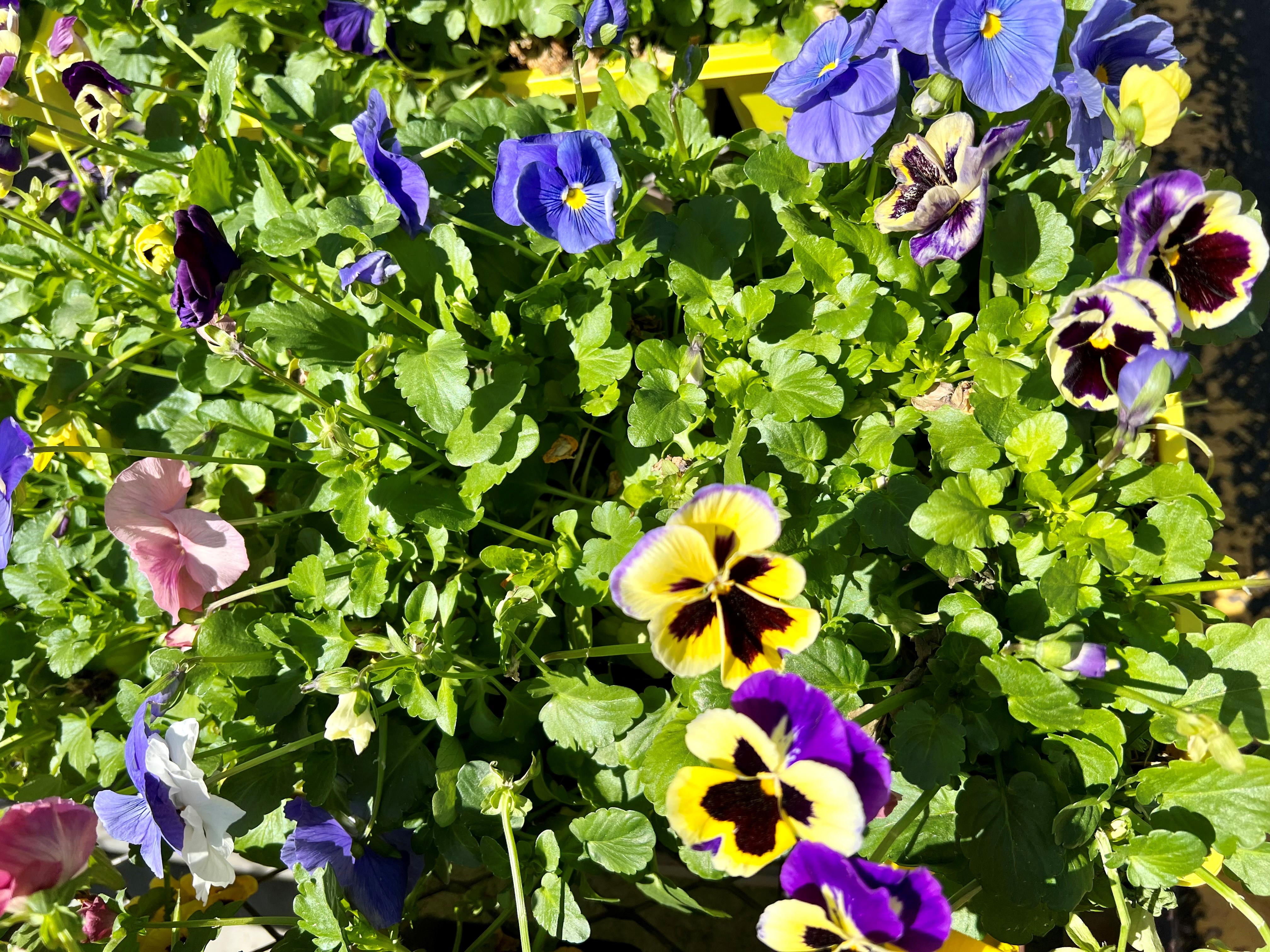 Pansies