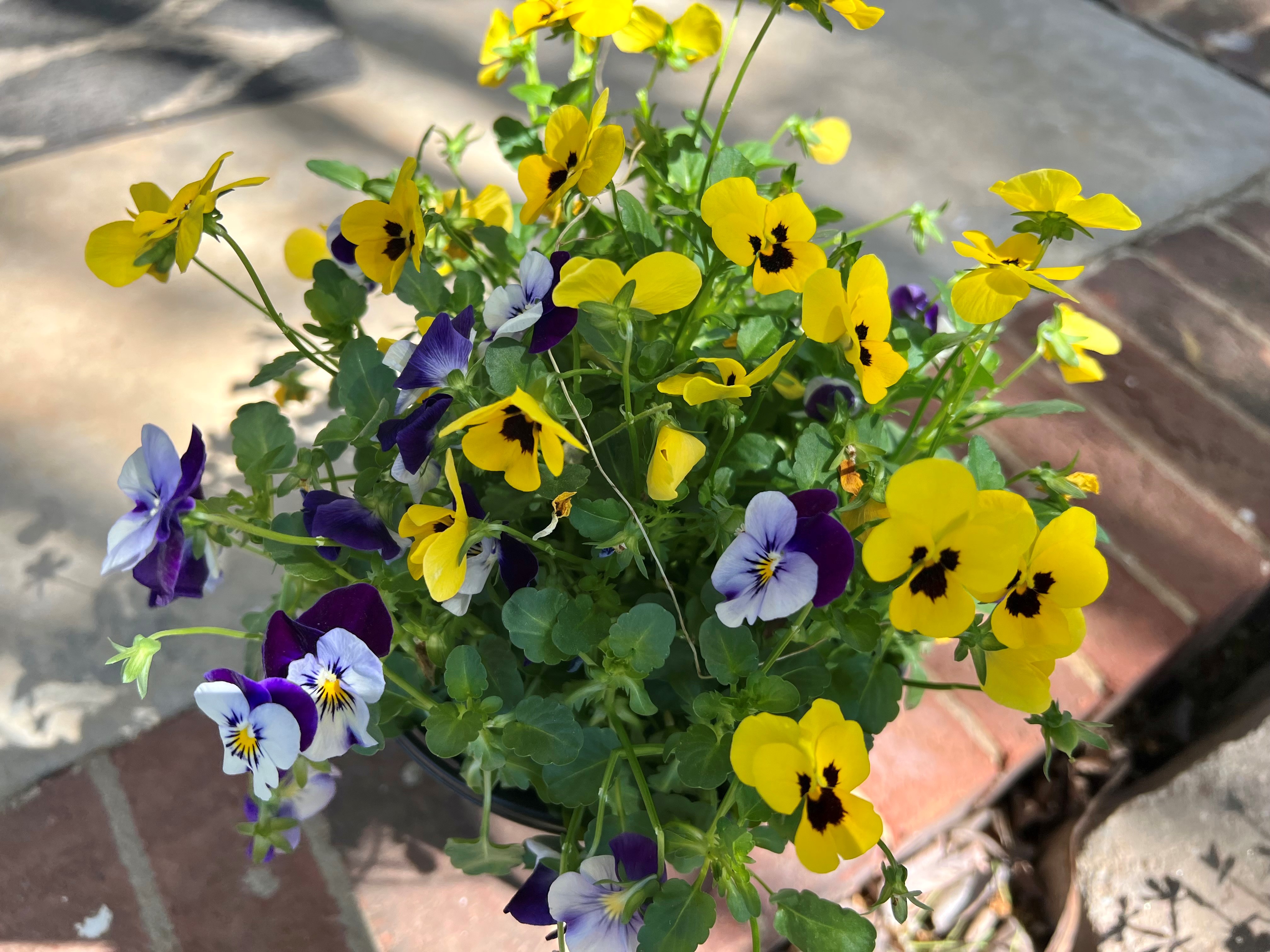 Violas