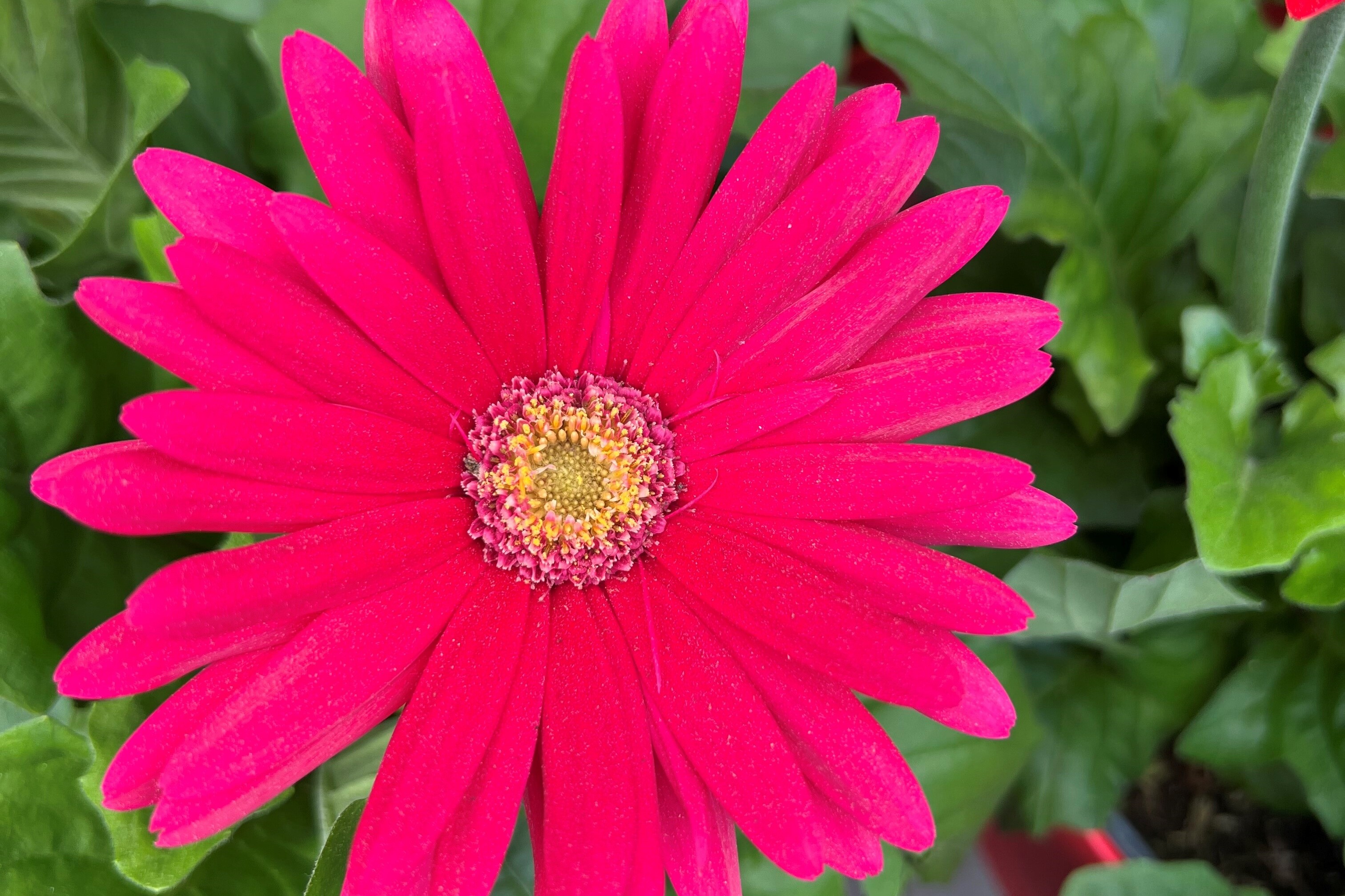 Gerbera Daisies