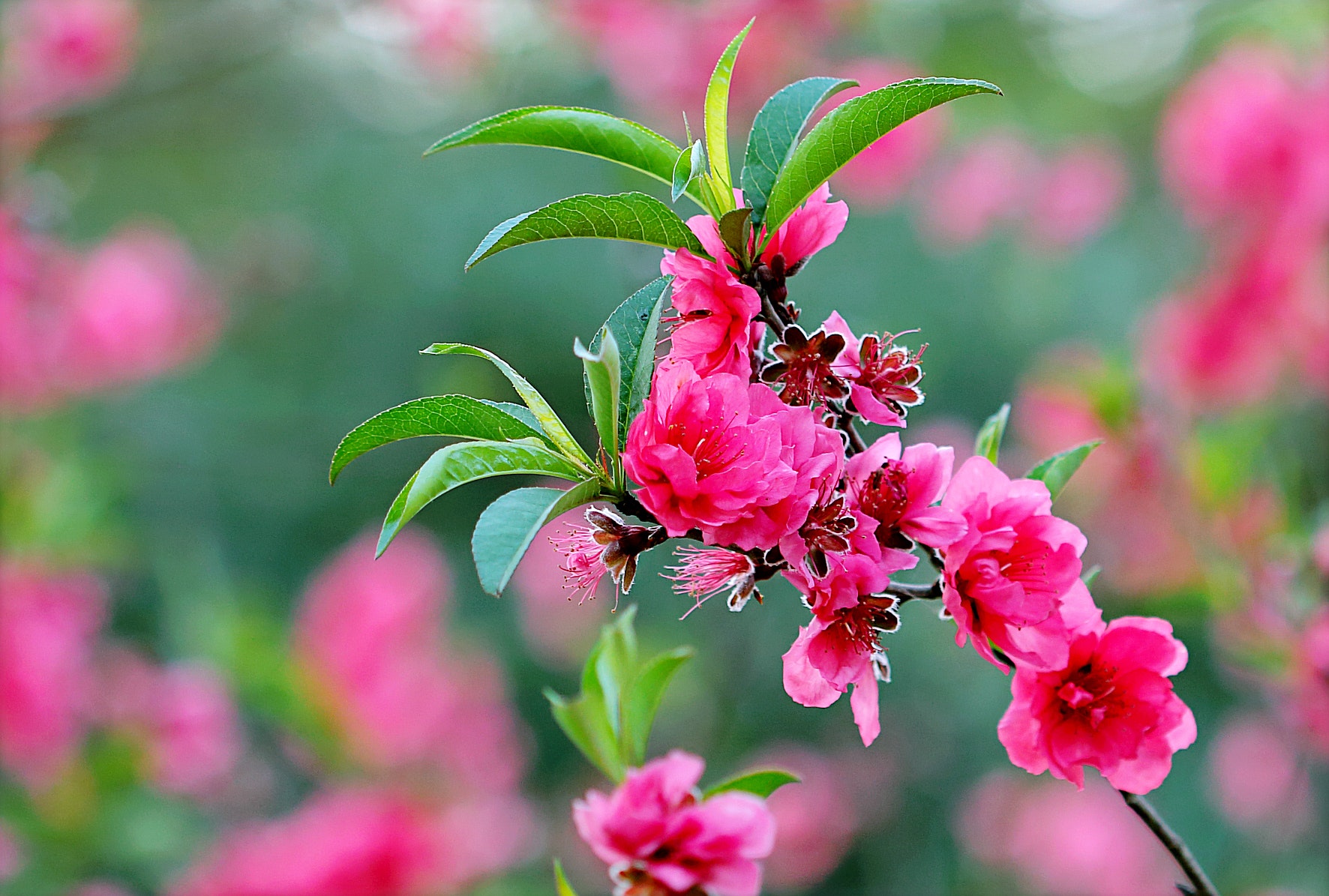 Pink Flowers