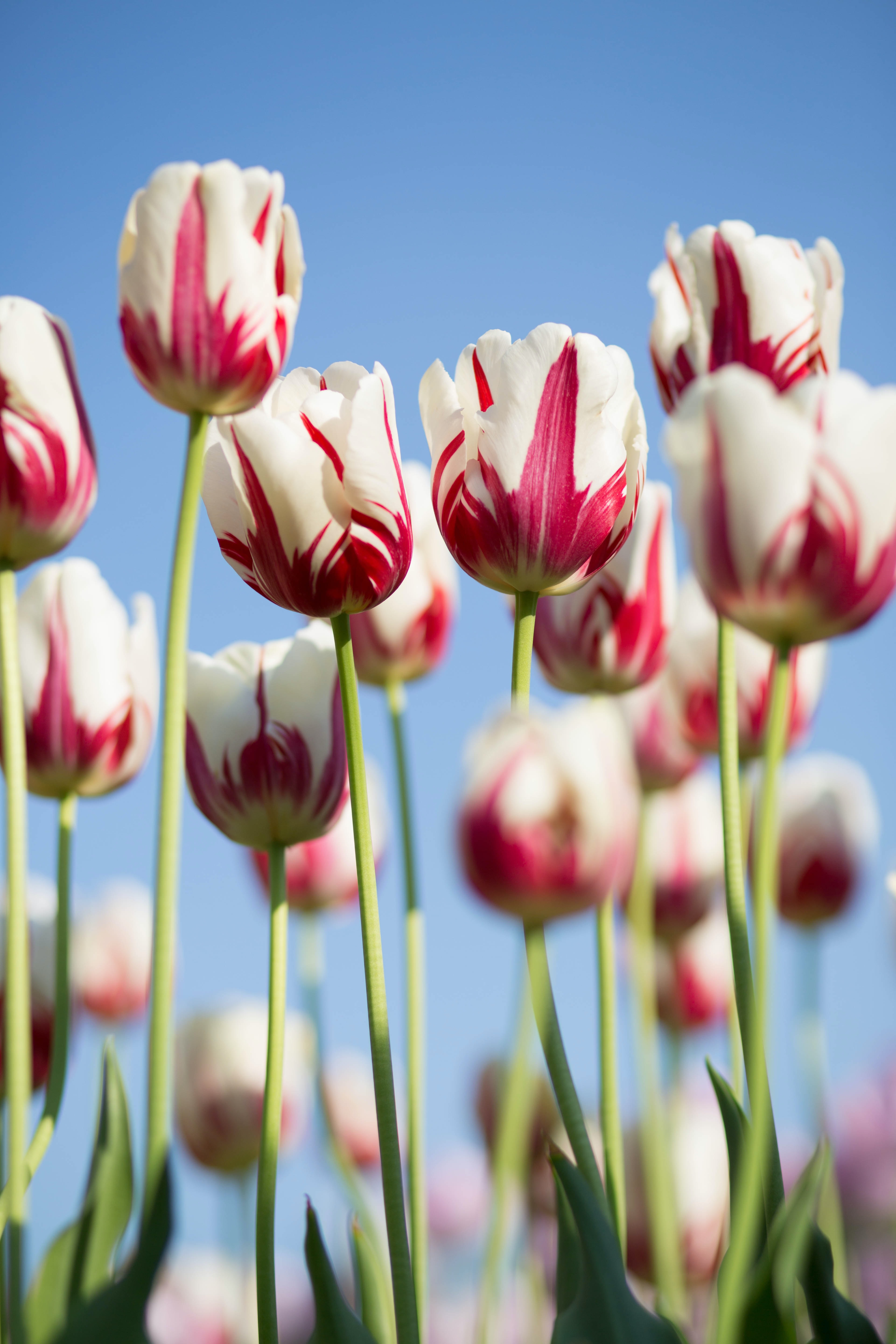 White and Pink Variegated Tulips