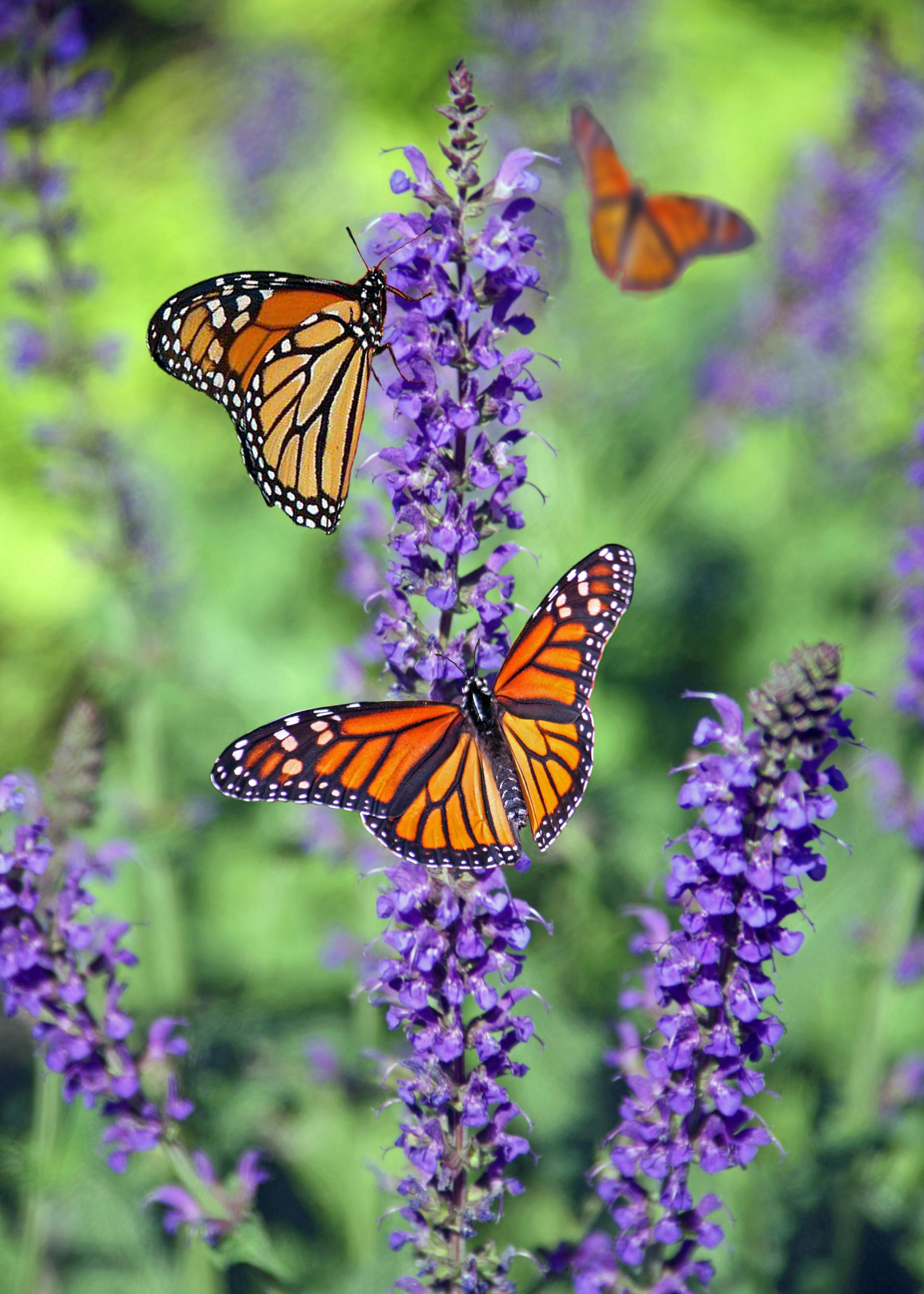 Butterflies on Flowers