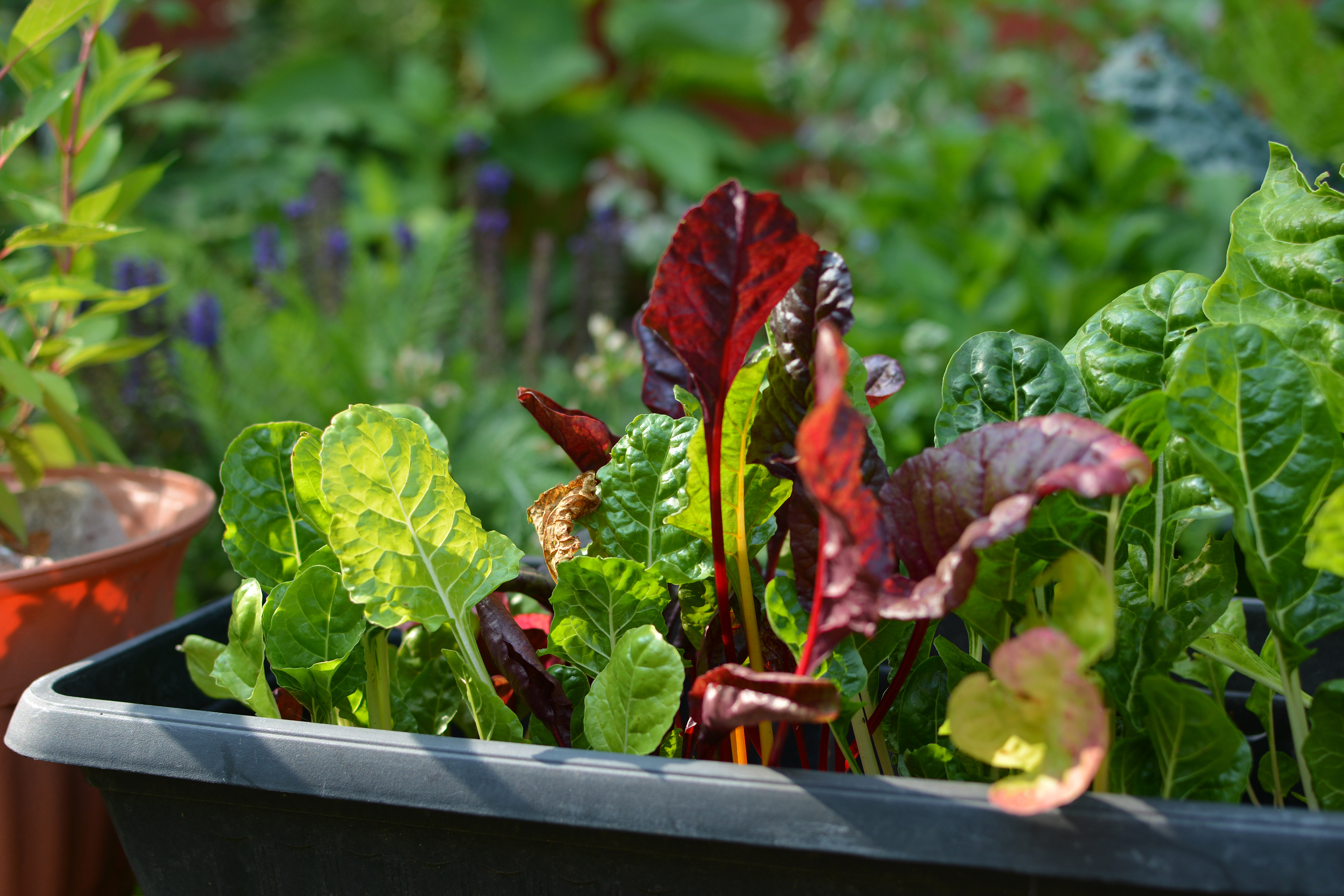 Swiss Chard Growing in Sunlight