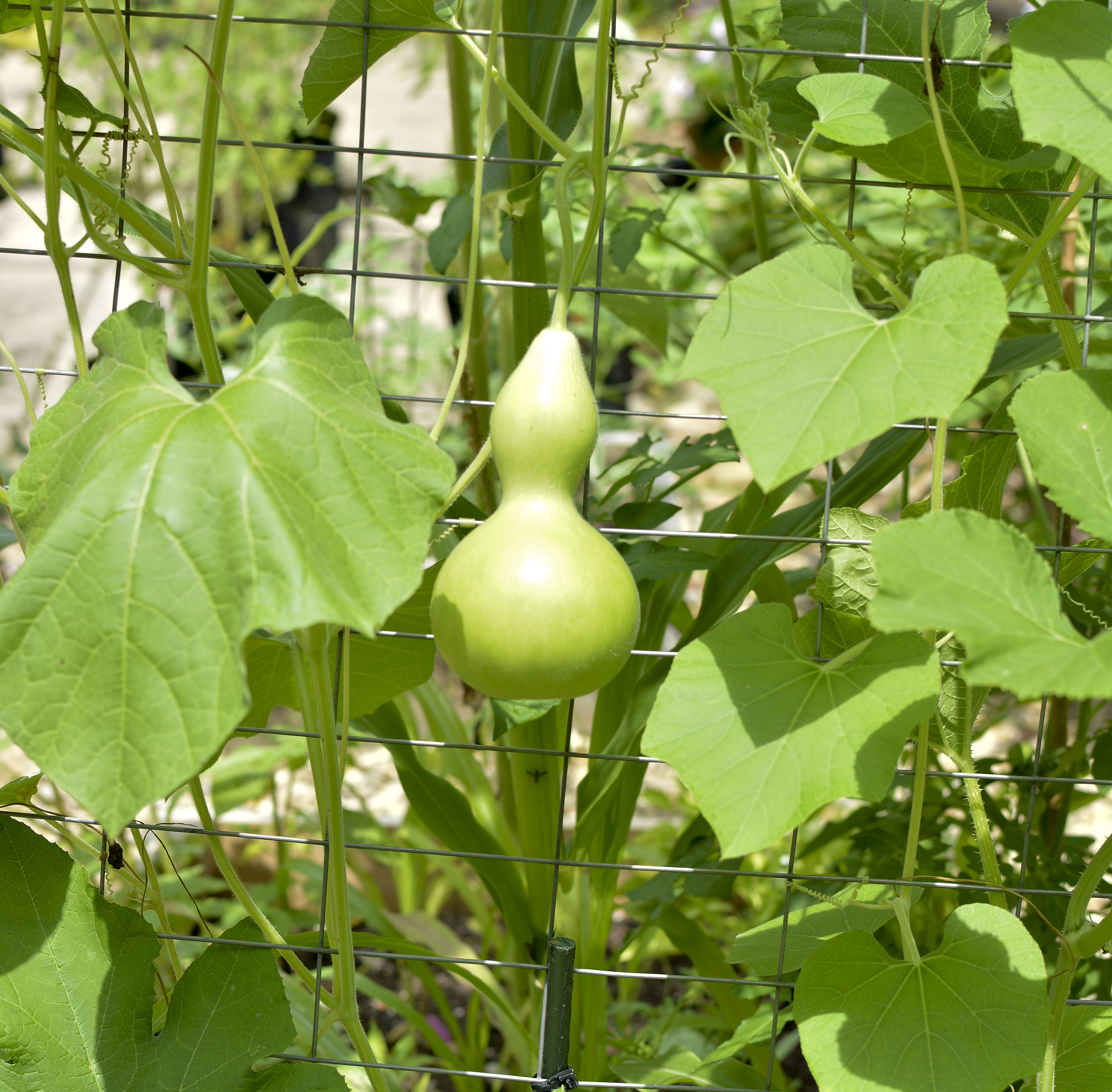 Birdhouse Gourd Plant