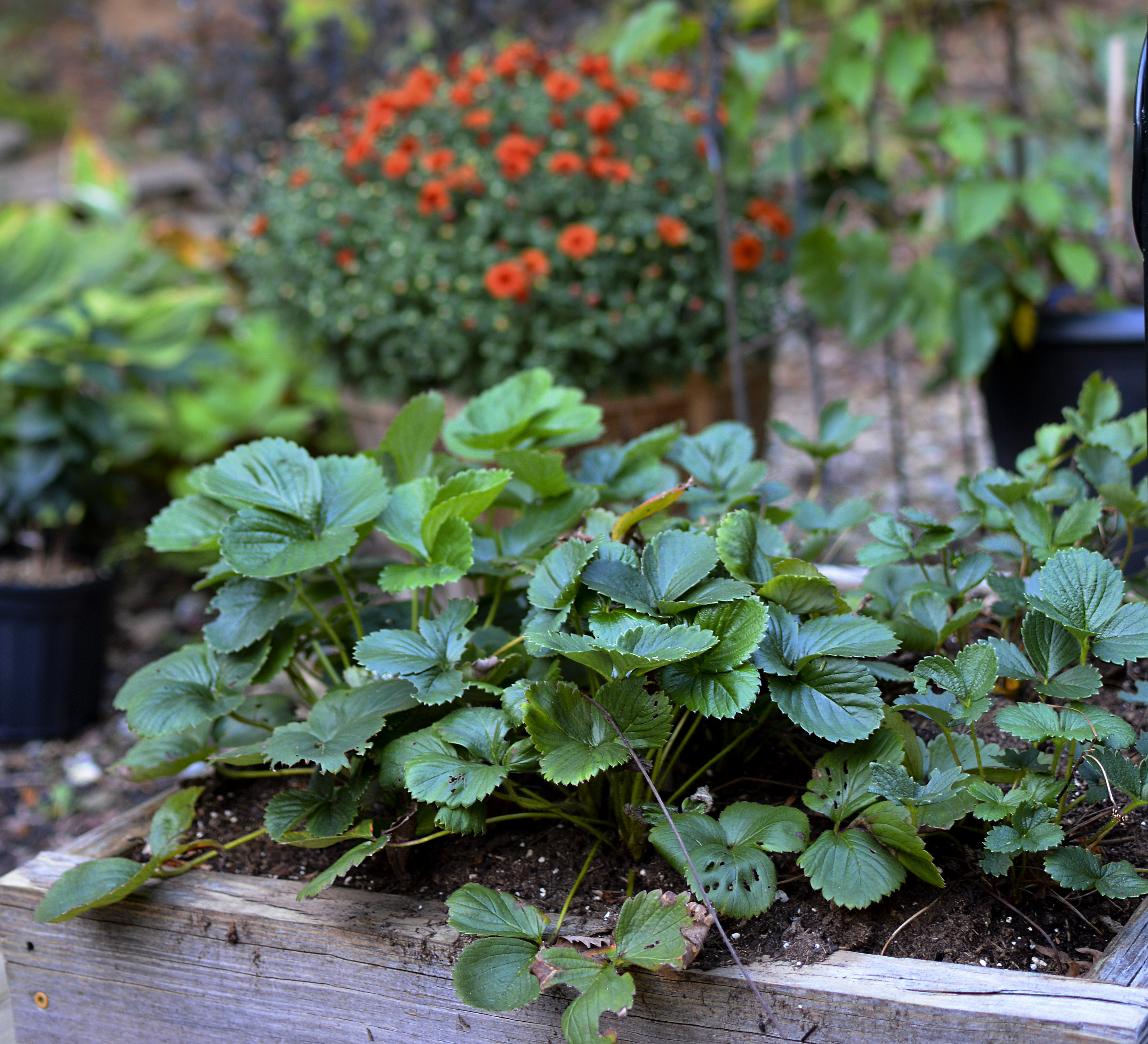 Strawberry Patch