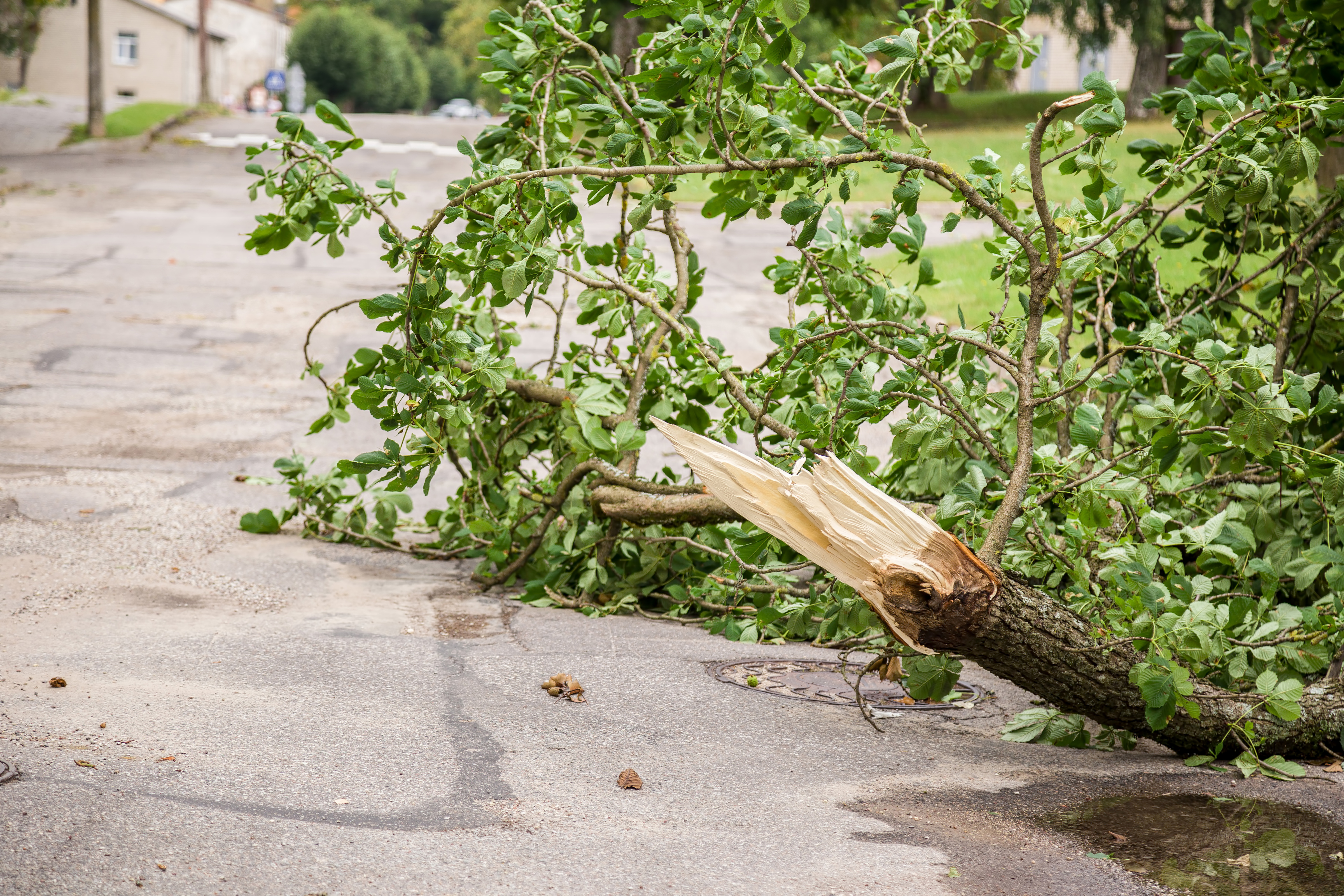 Broken Tree Branches