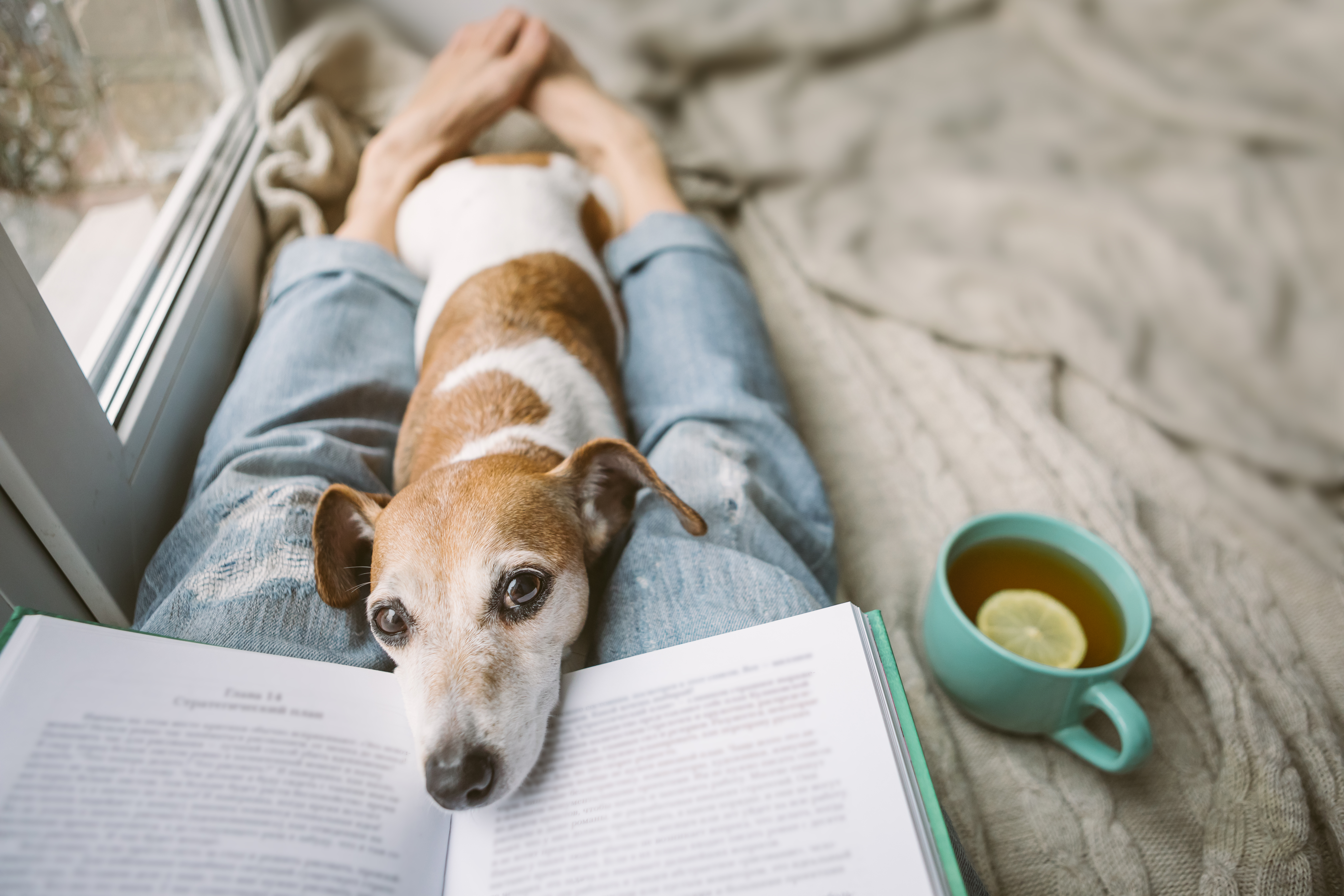 Person Reading and Cuddling Pet