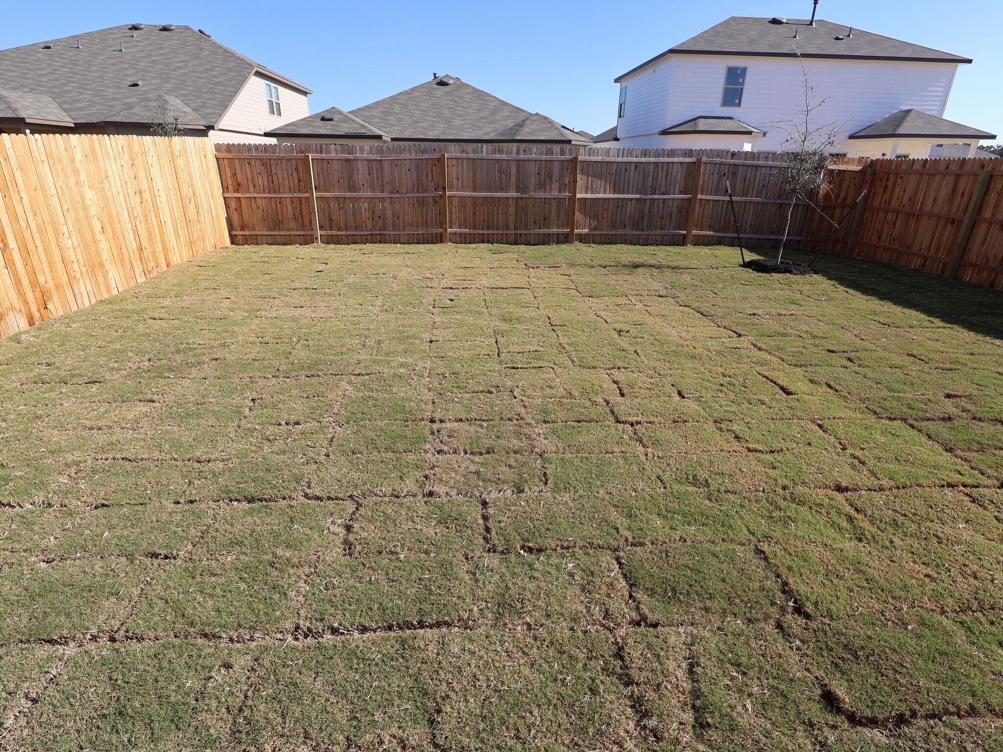 Backyard