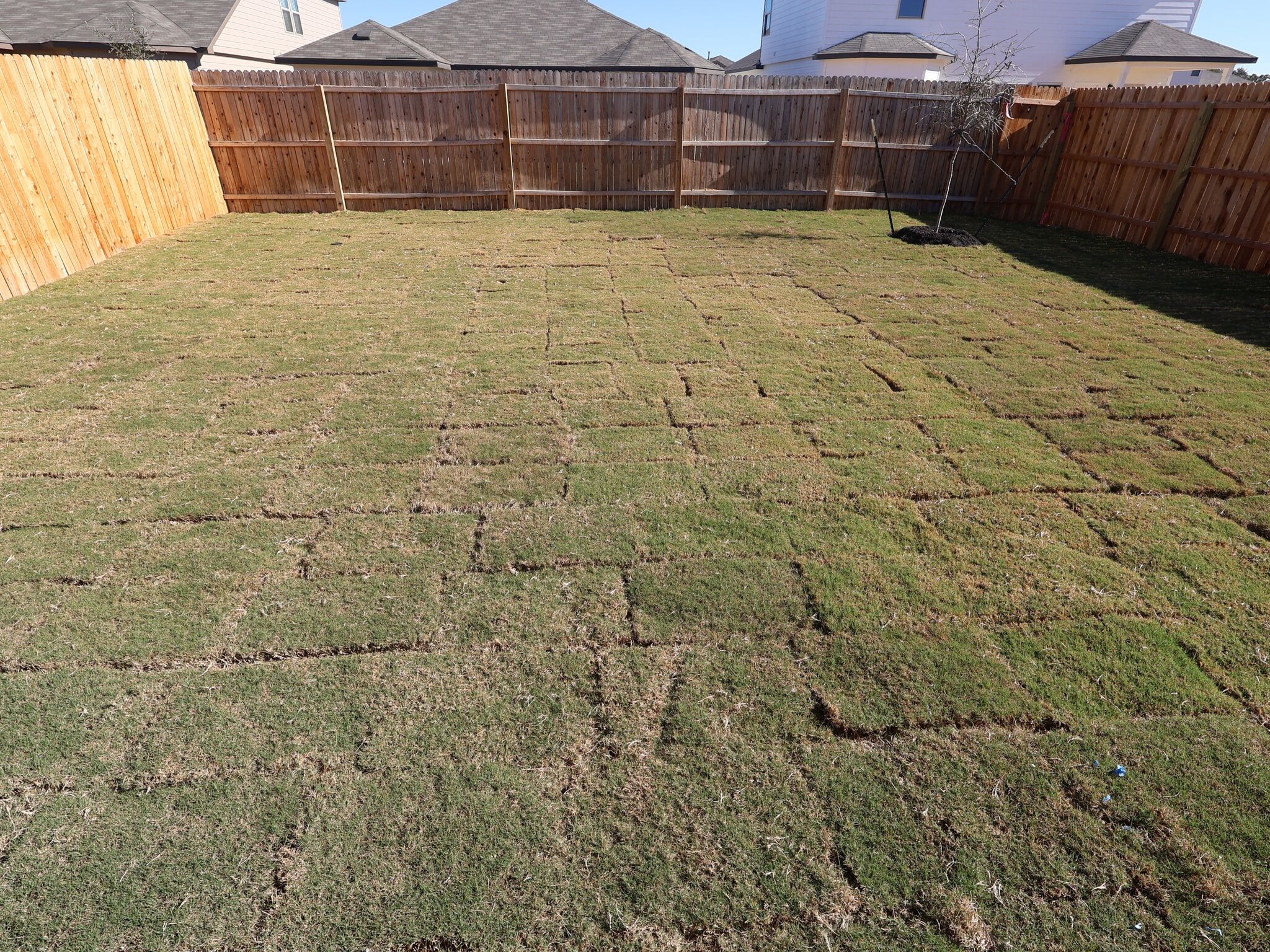 Backyard