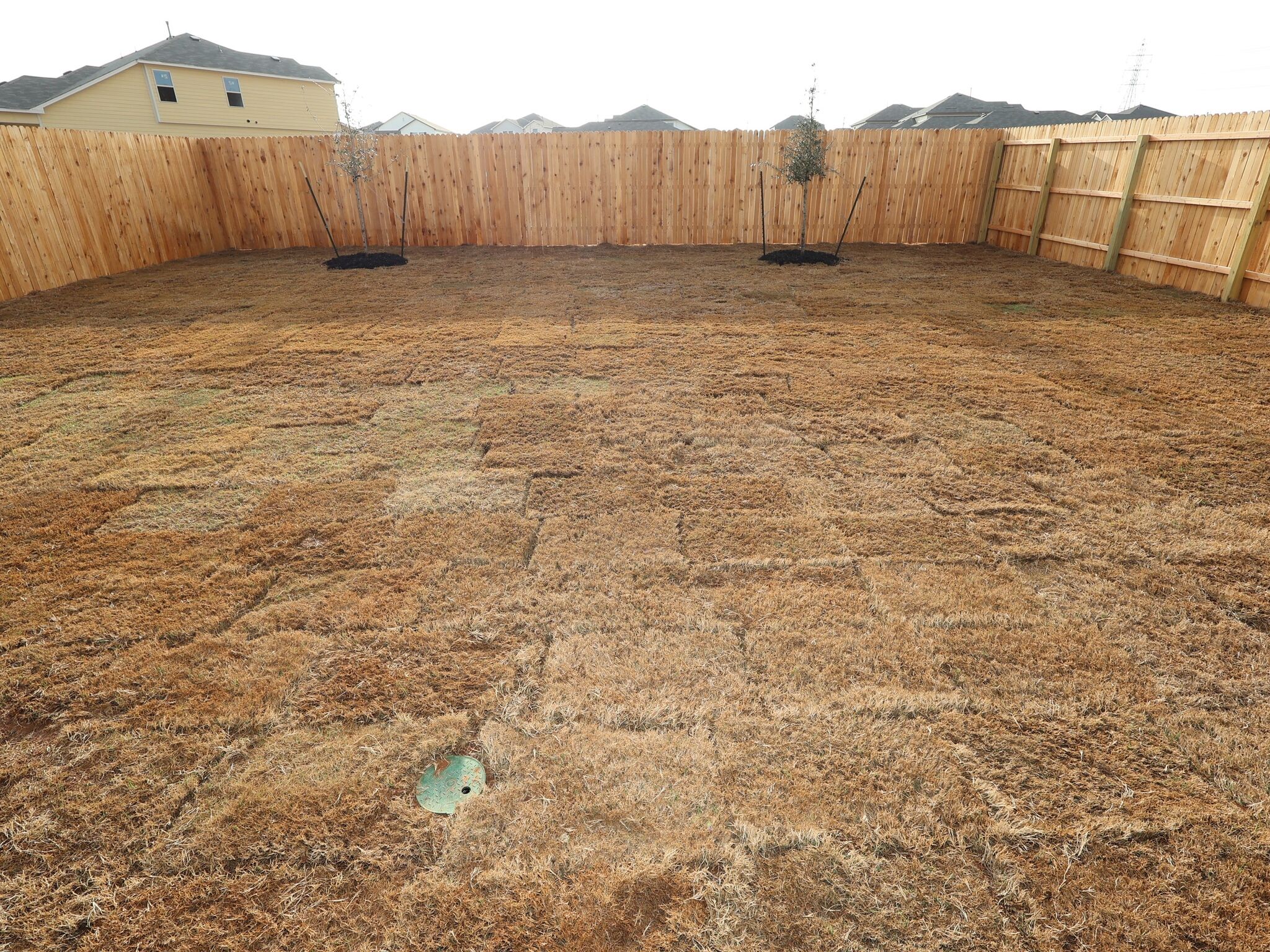 Backyard