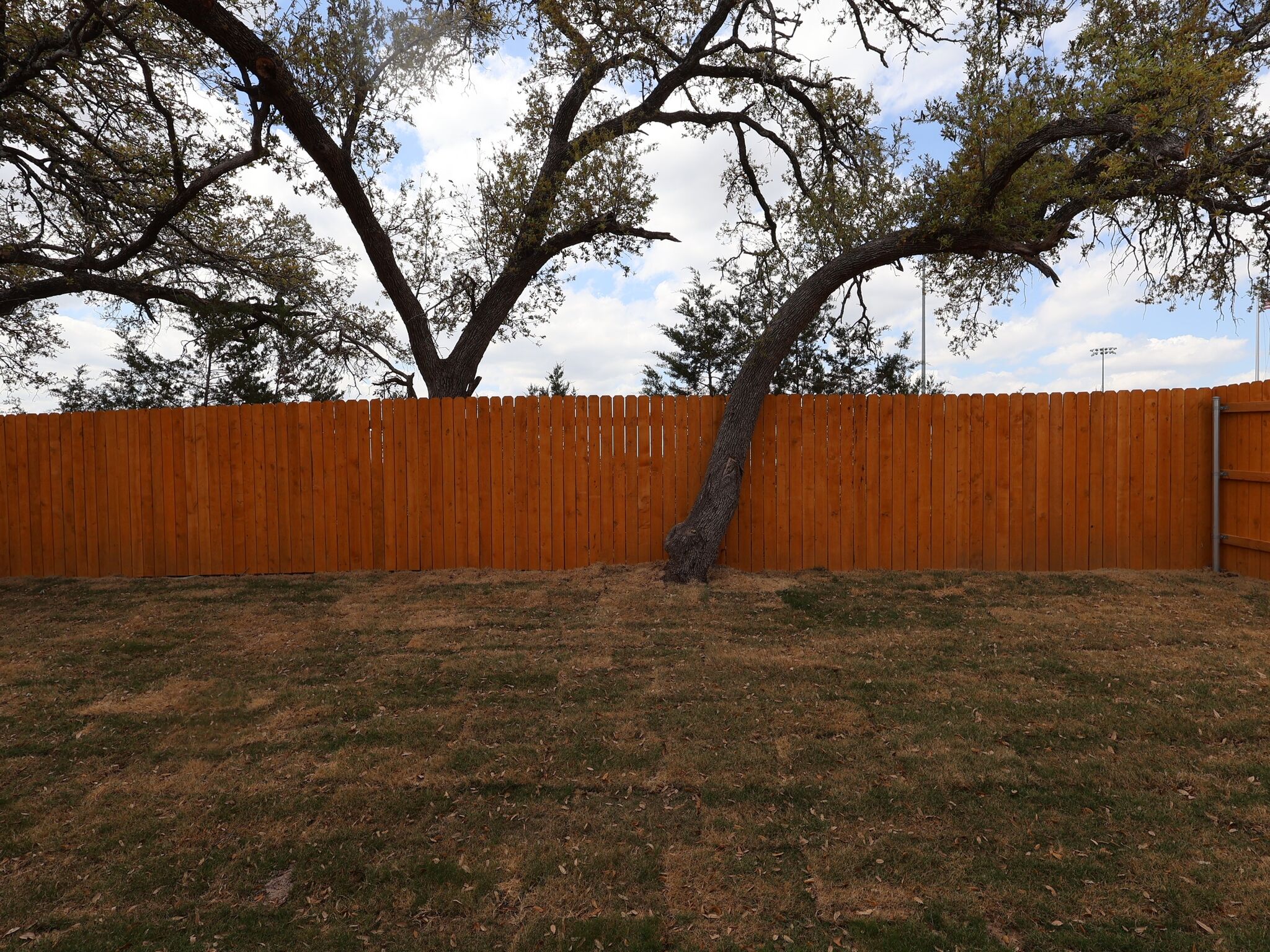 Backyard