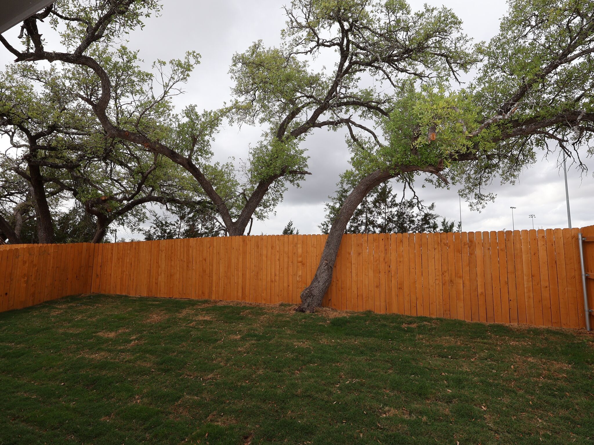 Backyard