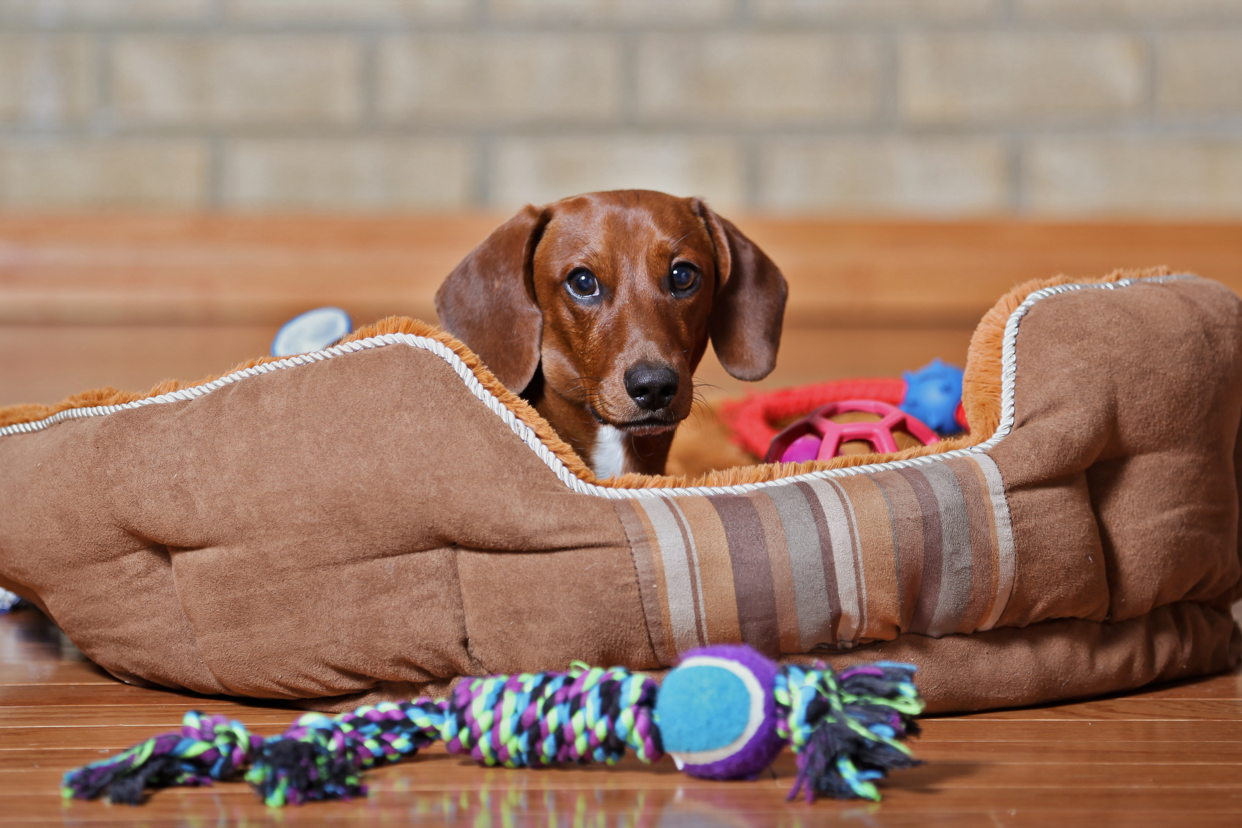 Dog With Lots of Toys on Bed