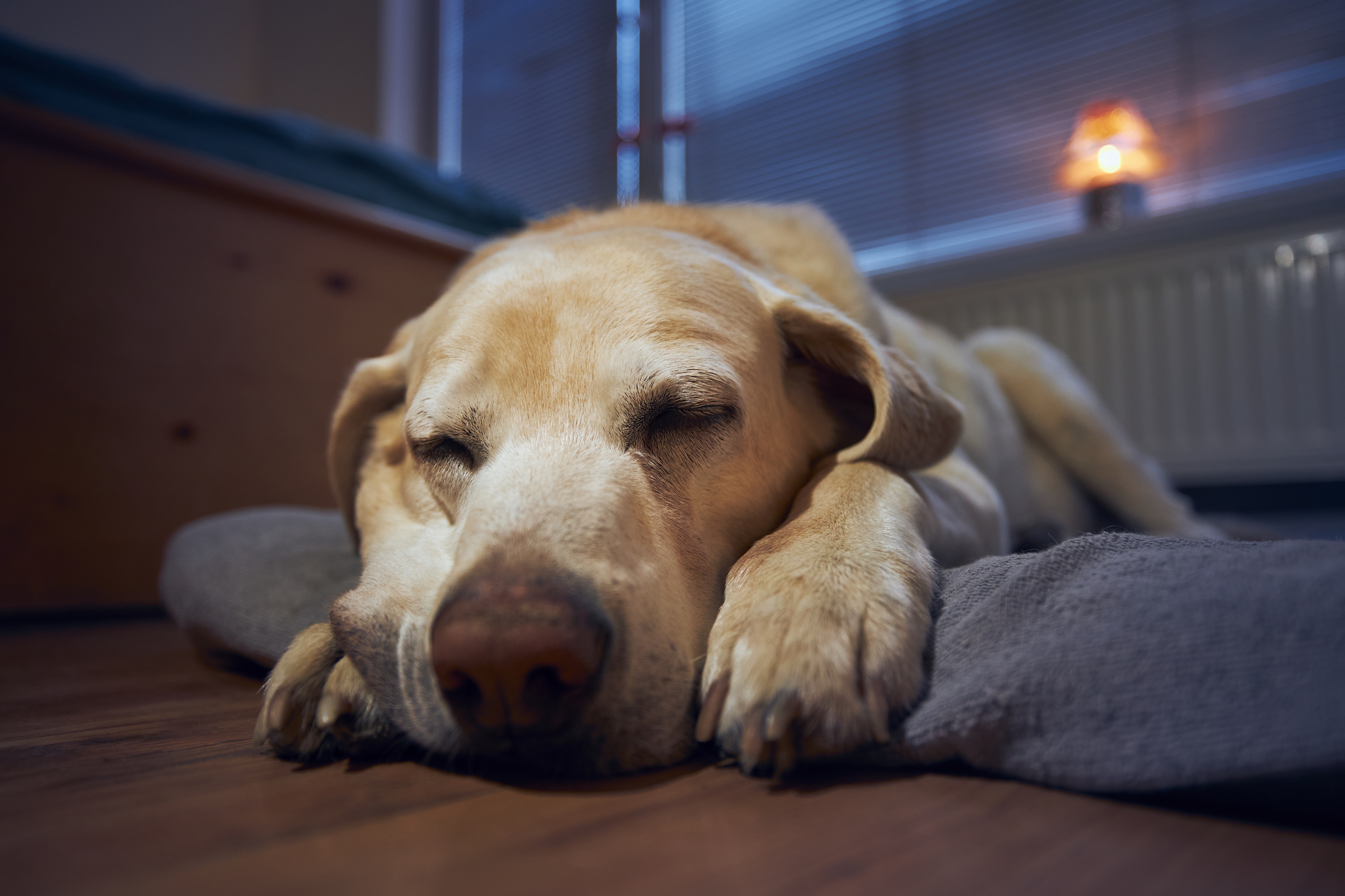 Yellow Lab Sleeping on Bed in Family Room