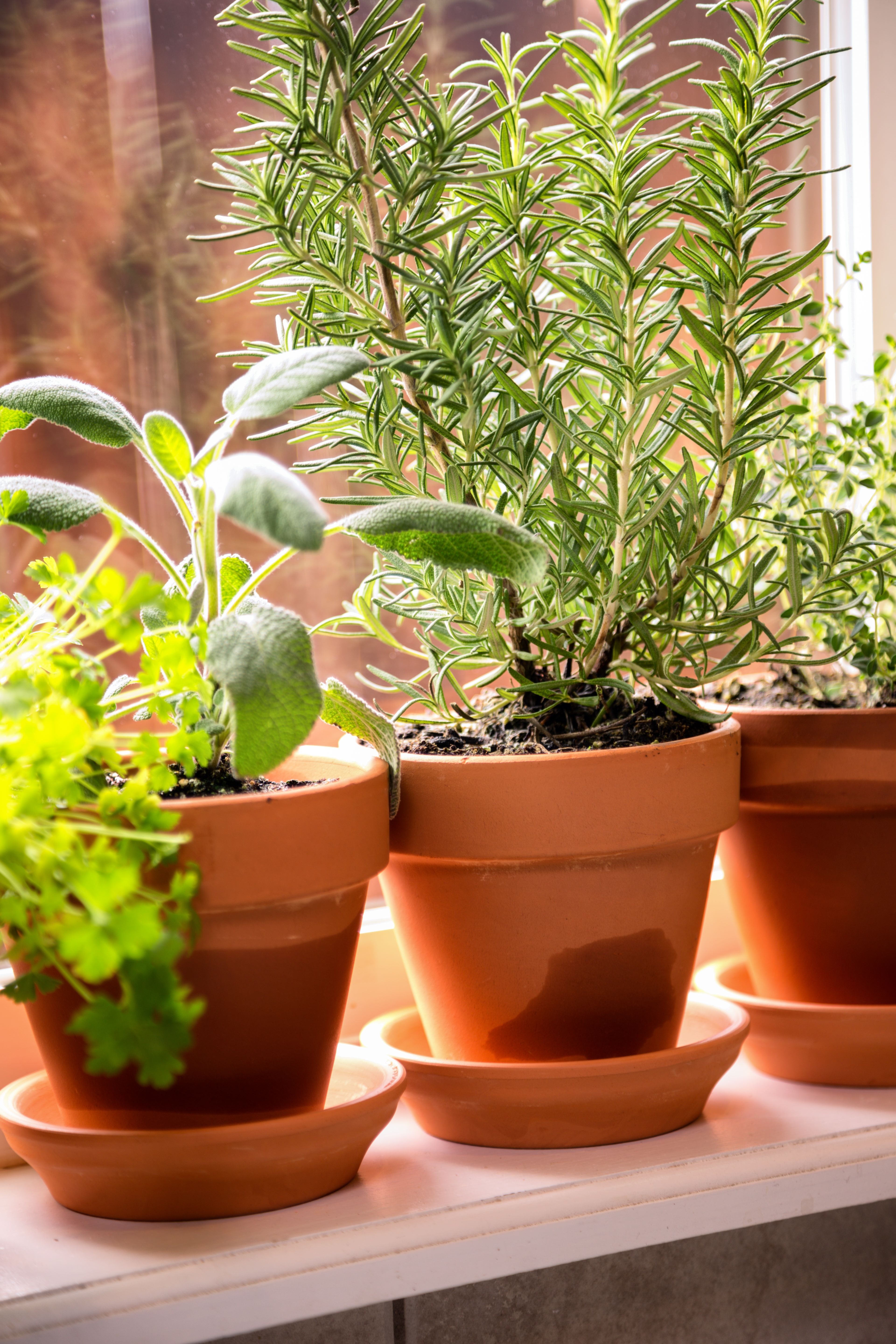 Potted Herbs on Windowsill