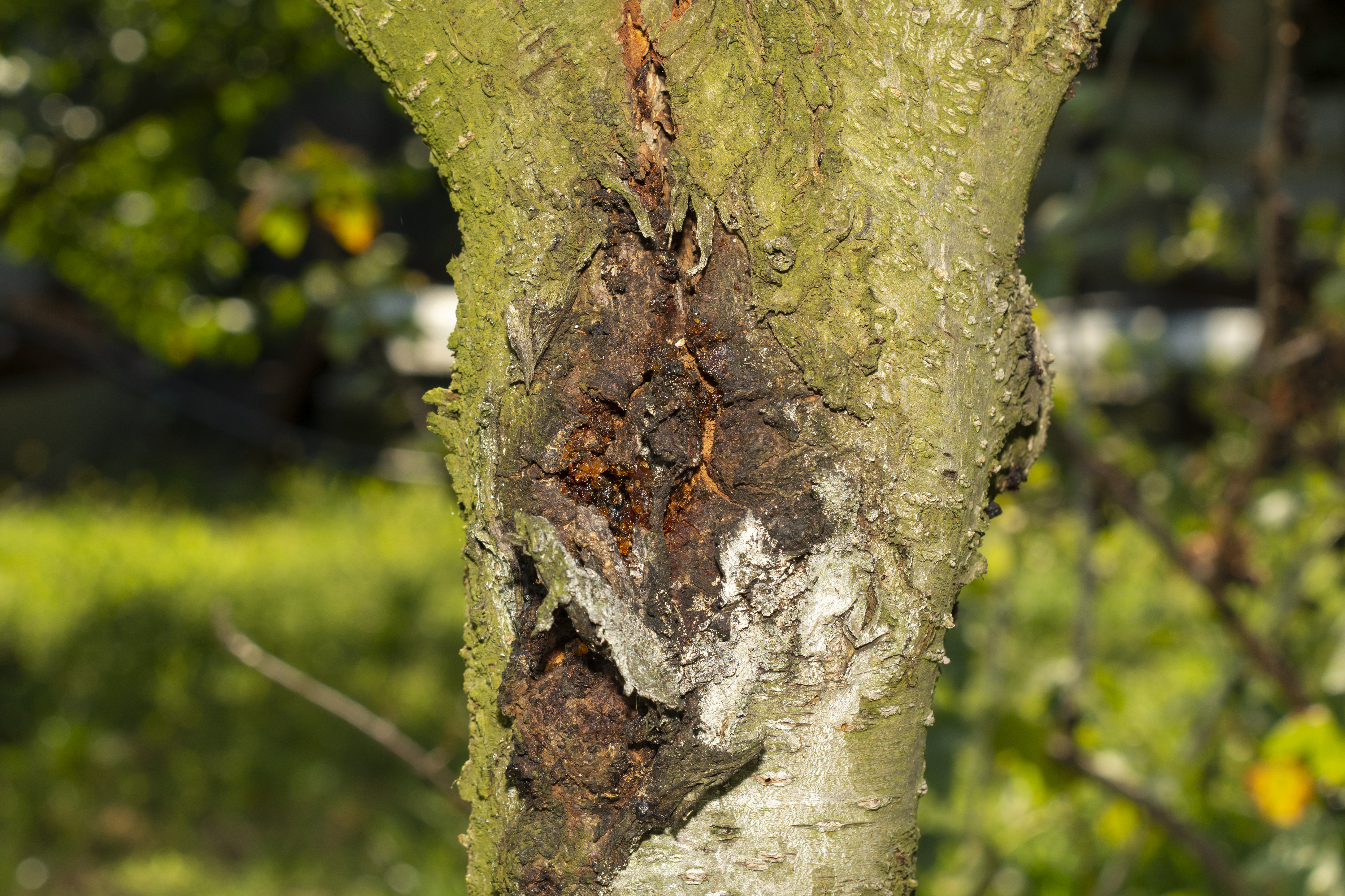 Tree Trunk With Rot