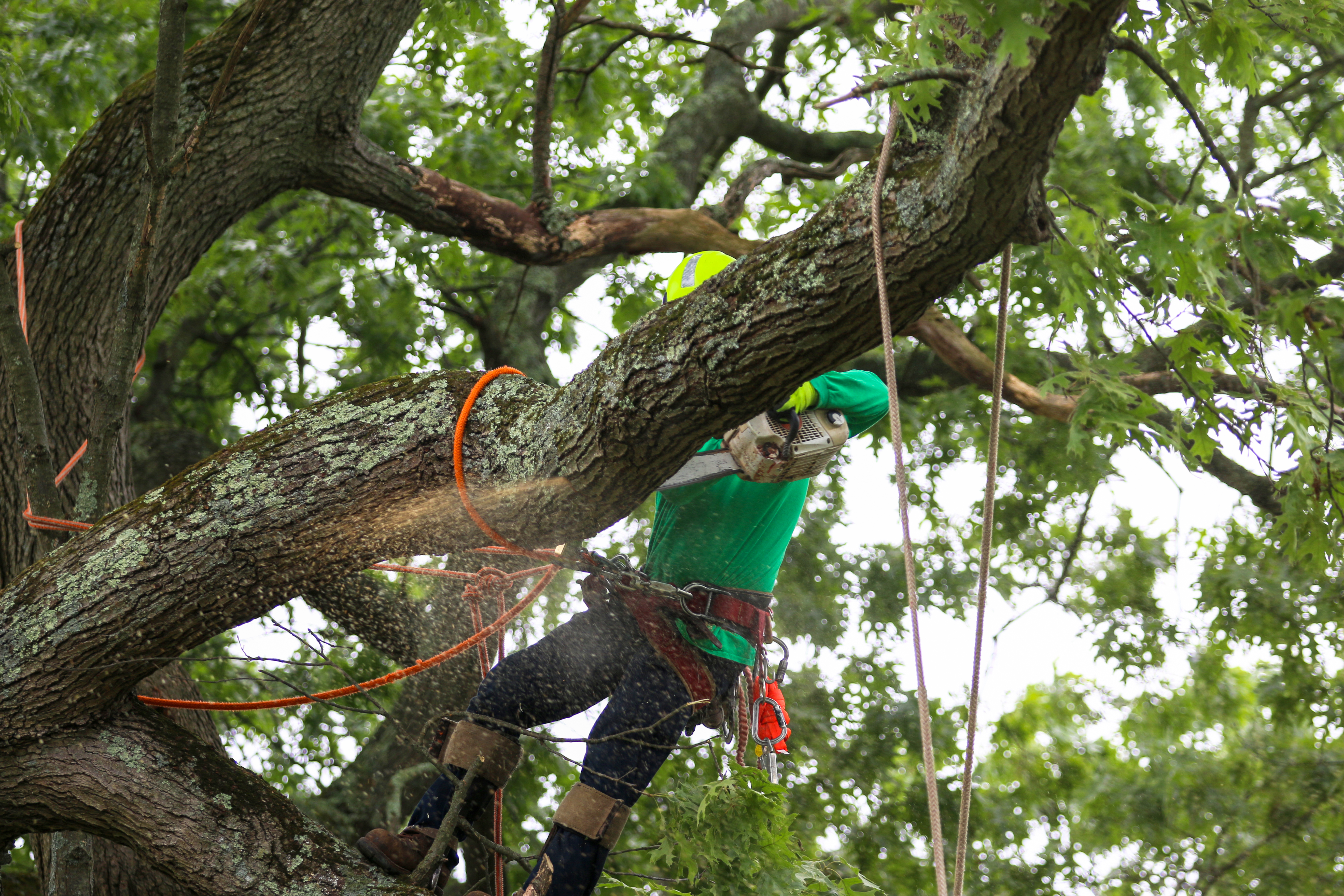 Arborist Cutting Off Tree Branch